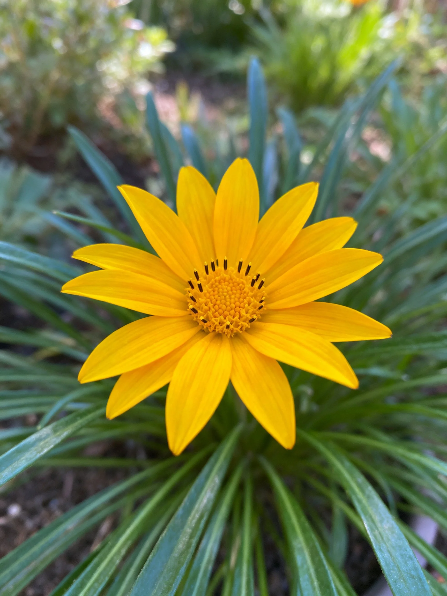 A vibrant yellow flower with numerous petals among green foliage