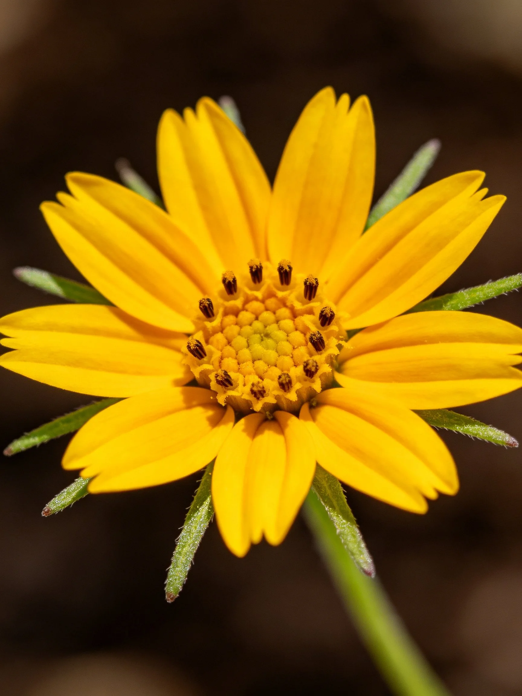 A vibrant yellow flower with numerous petals and a central disc