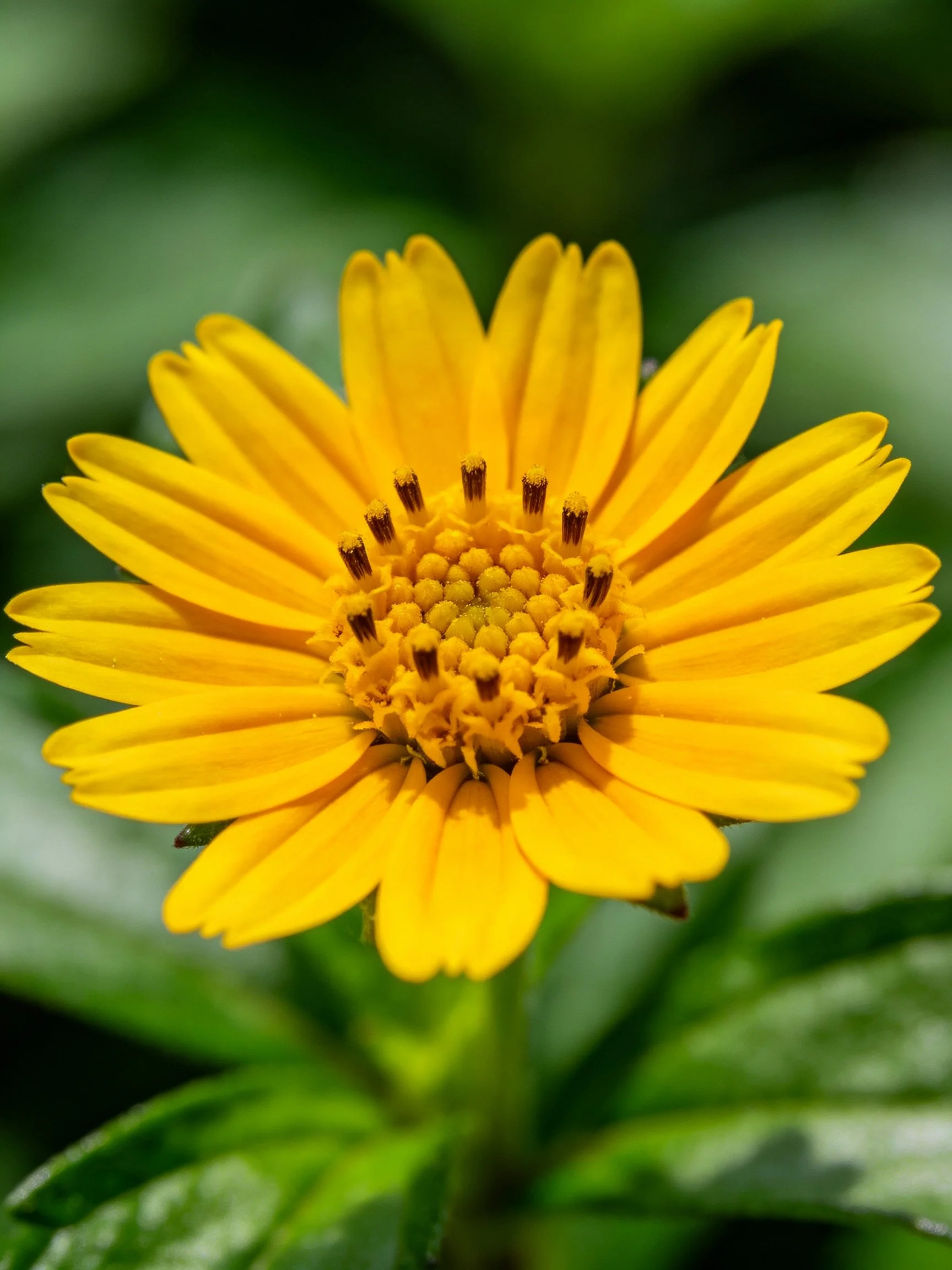 A vibrant yellow flower with numerous petals and green leaves