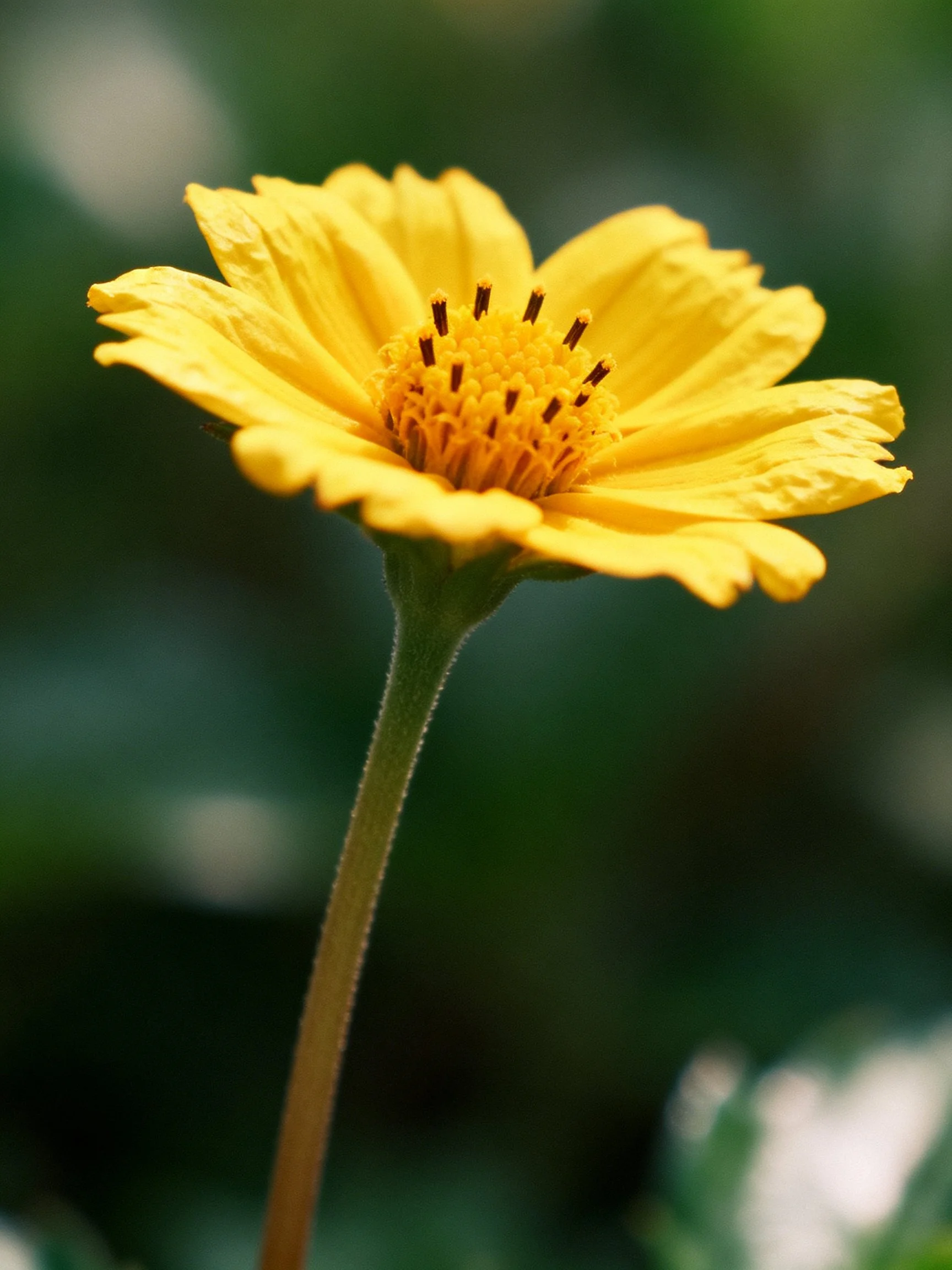 A vibrant yellow flower with ruffled petals and a textured center