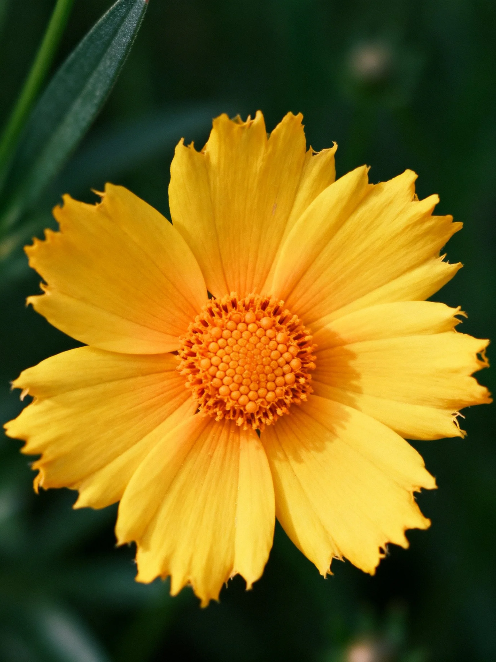 A close - up of a bright yellow flower with an orange center set against dark green foliage.