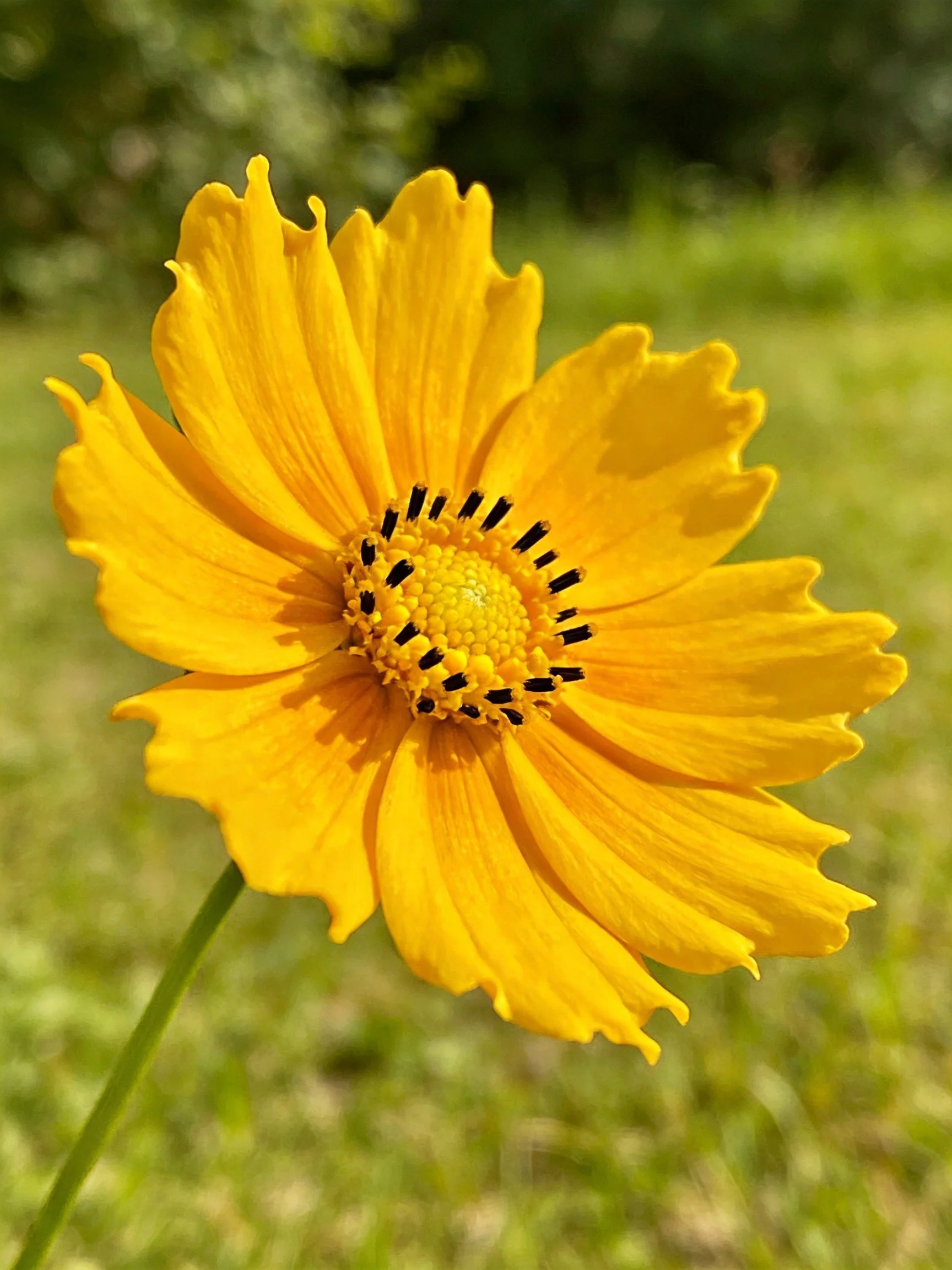 A vibrant yellow flower with ruffled petals and dark central disk