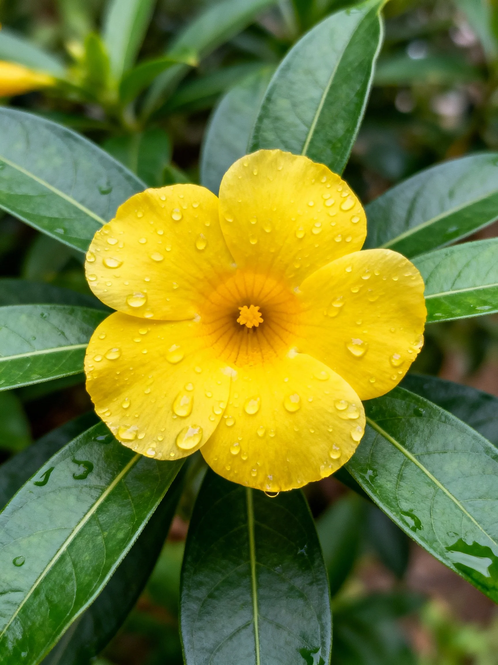 A vibrant yellow flower with water droplets amid glossy green leaves