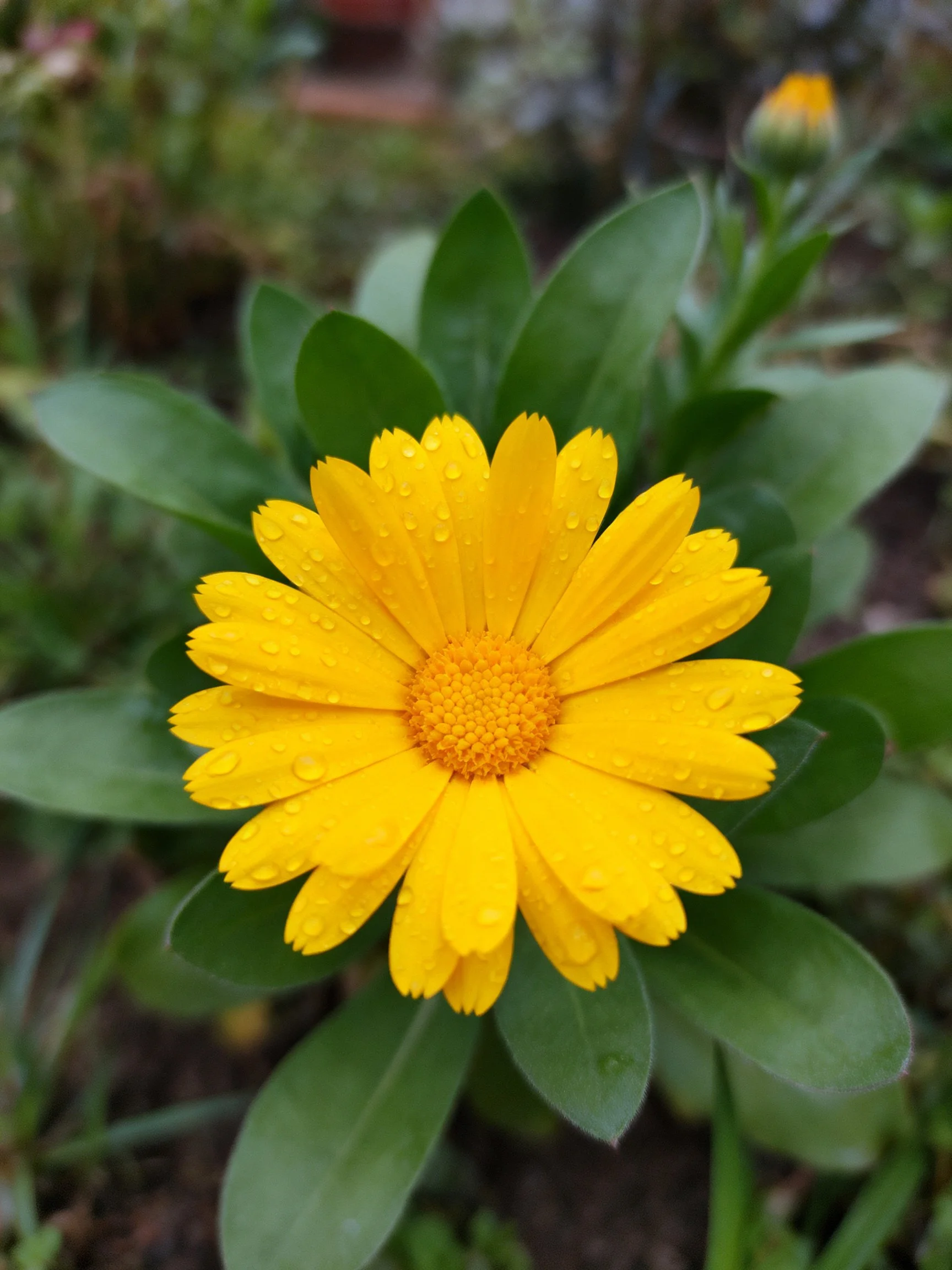 A vibrant yellow flower with water droplets among green foliage