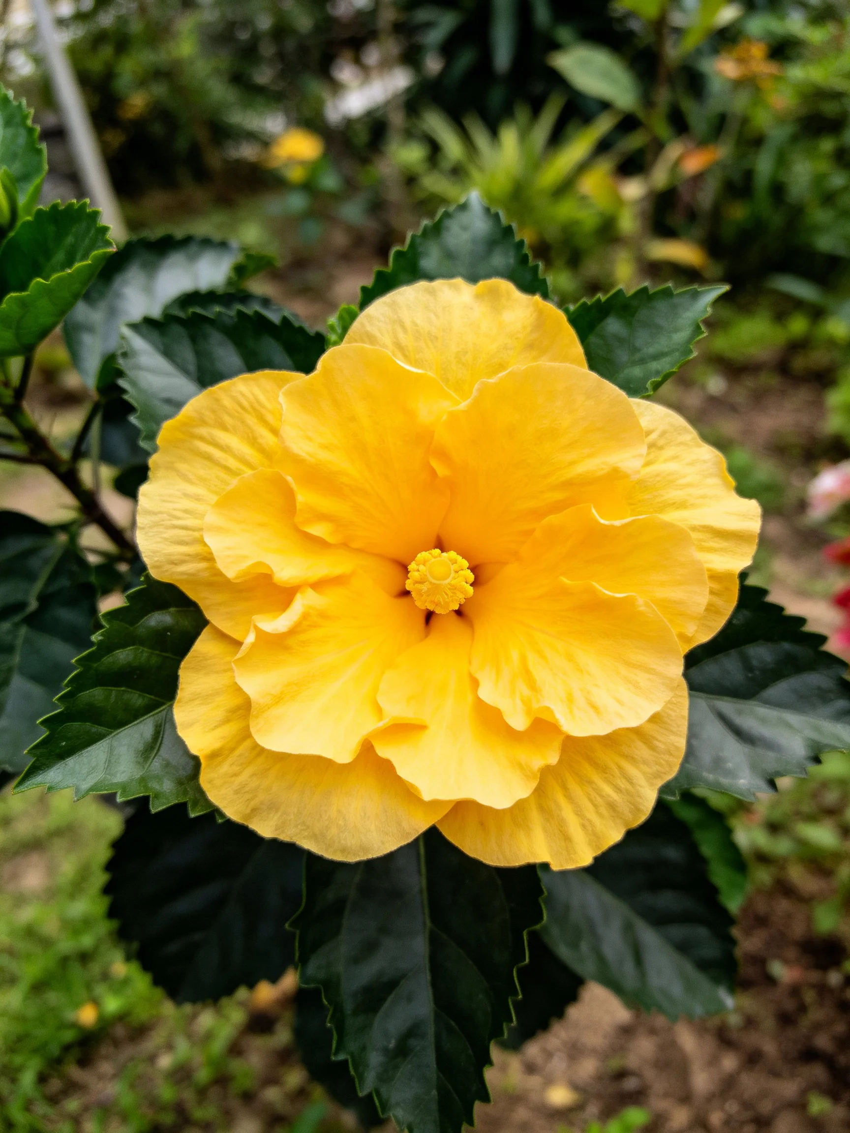 A vibrant yellow hibiscus blooms with layered petals