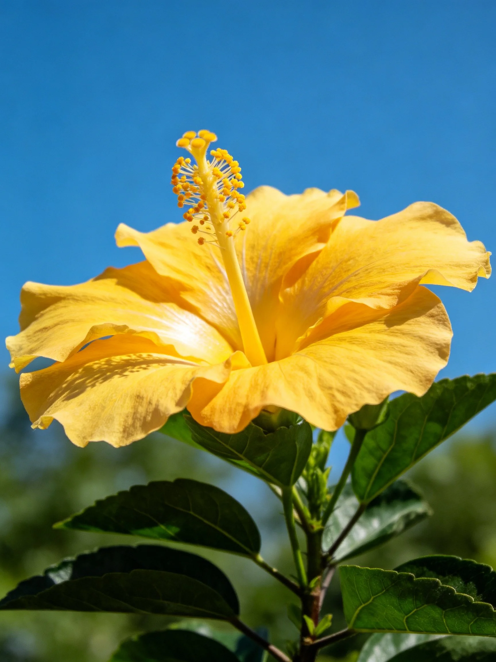 A vibrant yellow hibiscus flower against a clear blue sky