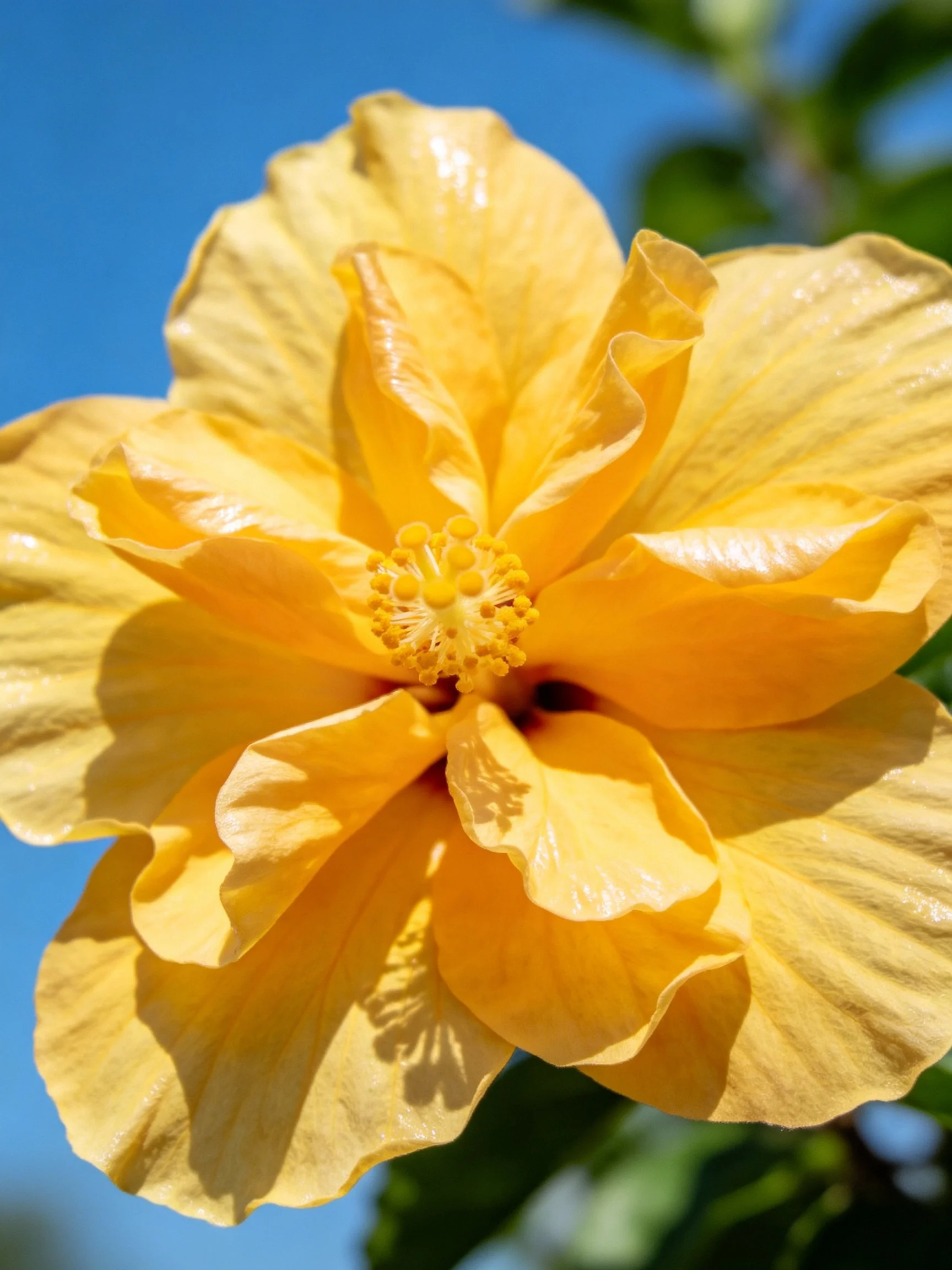 A vibrant yellow hibiscus flower in sharp focus