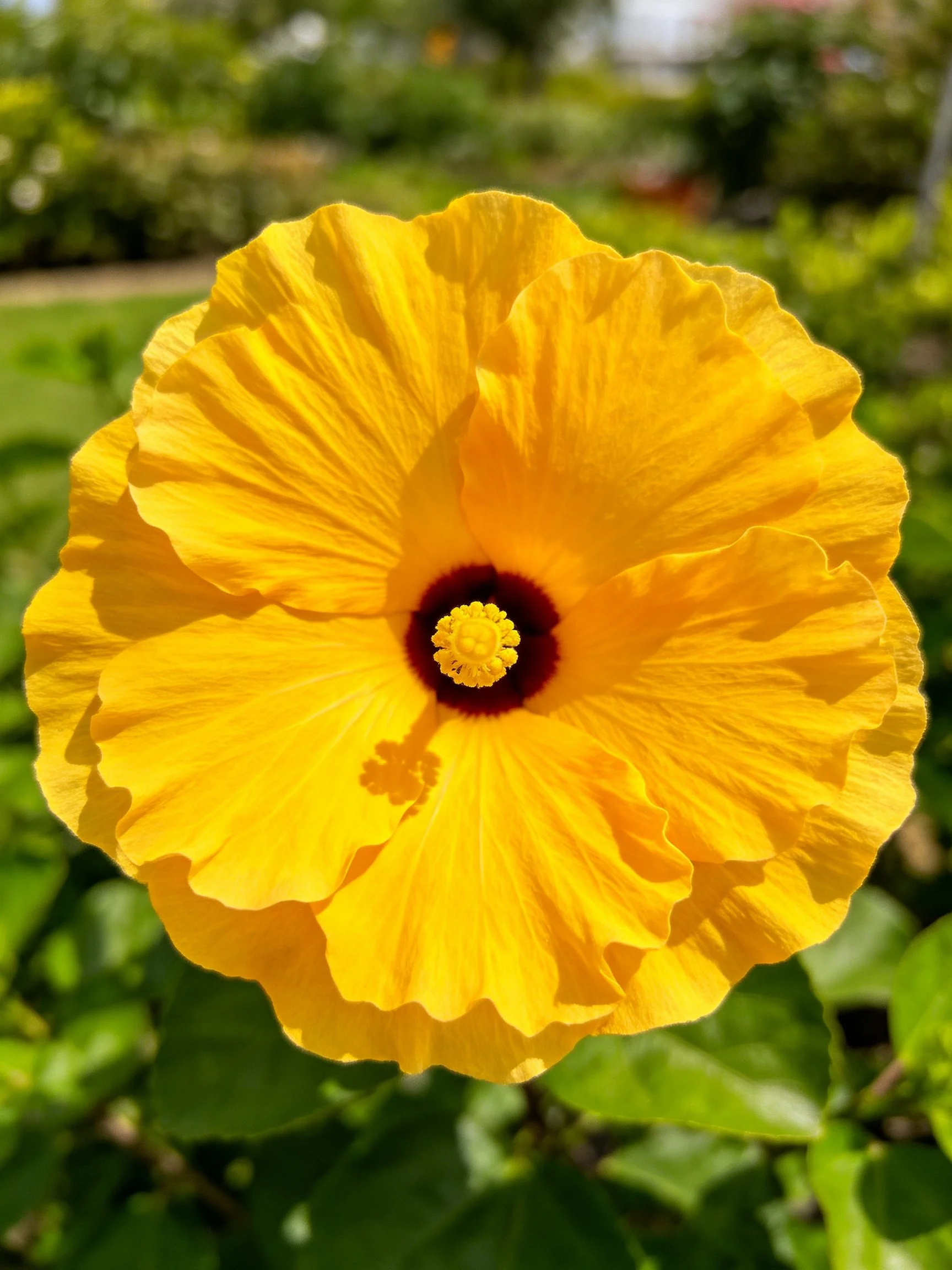 A vibrant yellow hibiscus flower with dark center