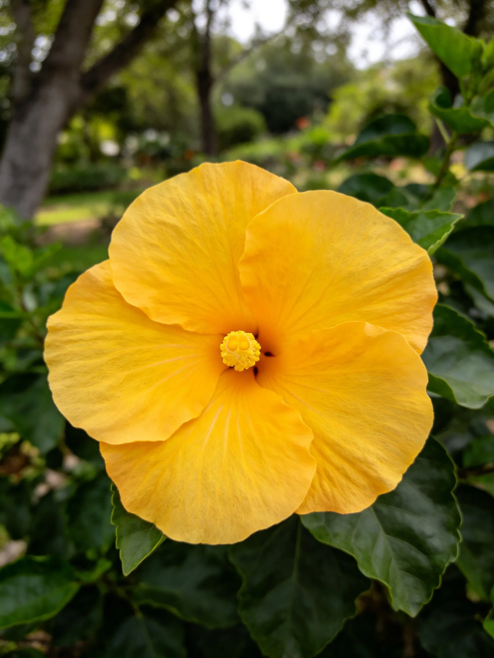 A vibrant yellow hibiscus flower with dark green foliage