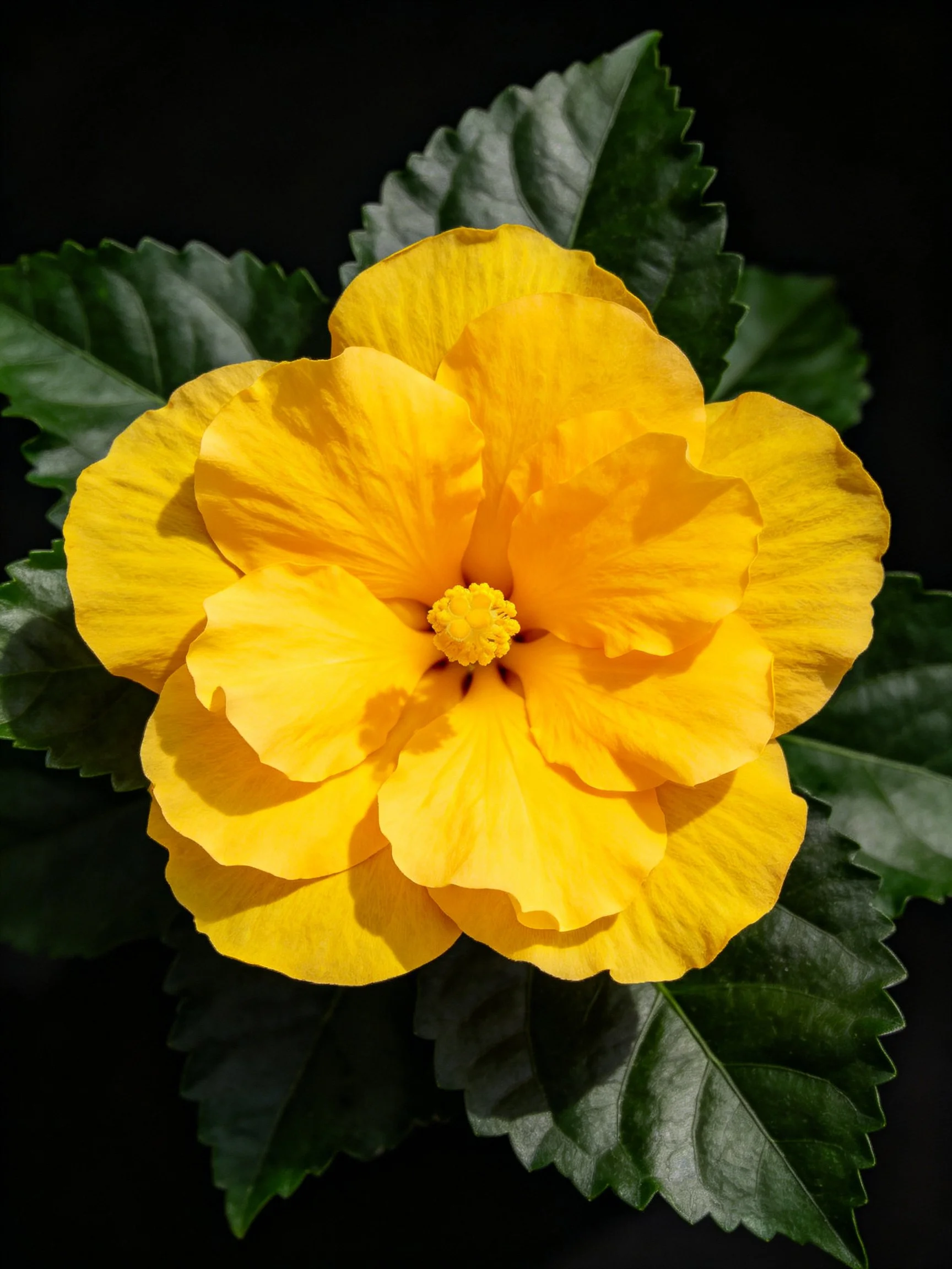 A vibrant yellow hibiscus flower with dark green leaves