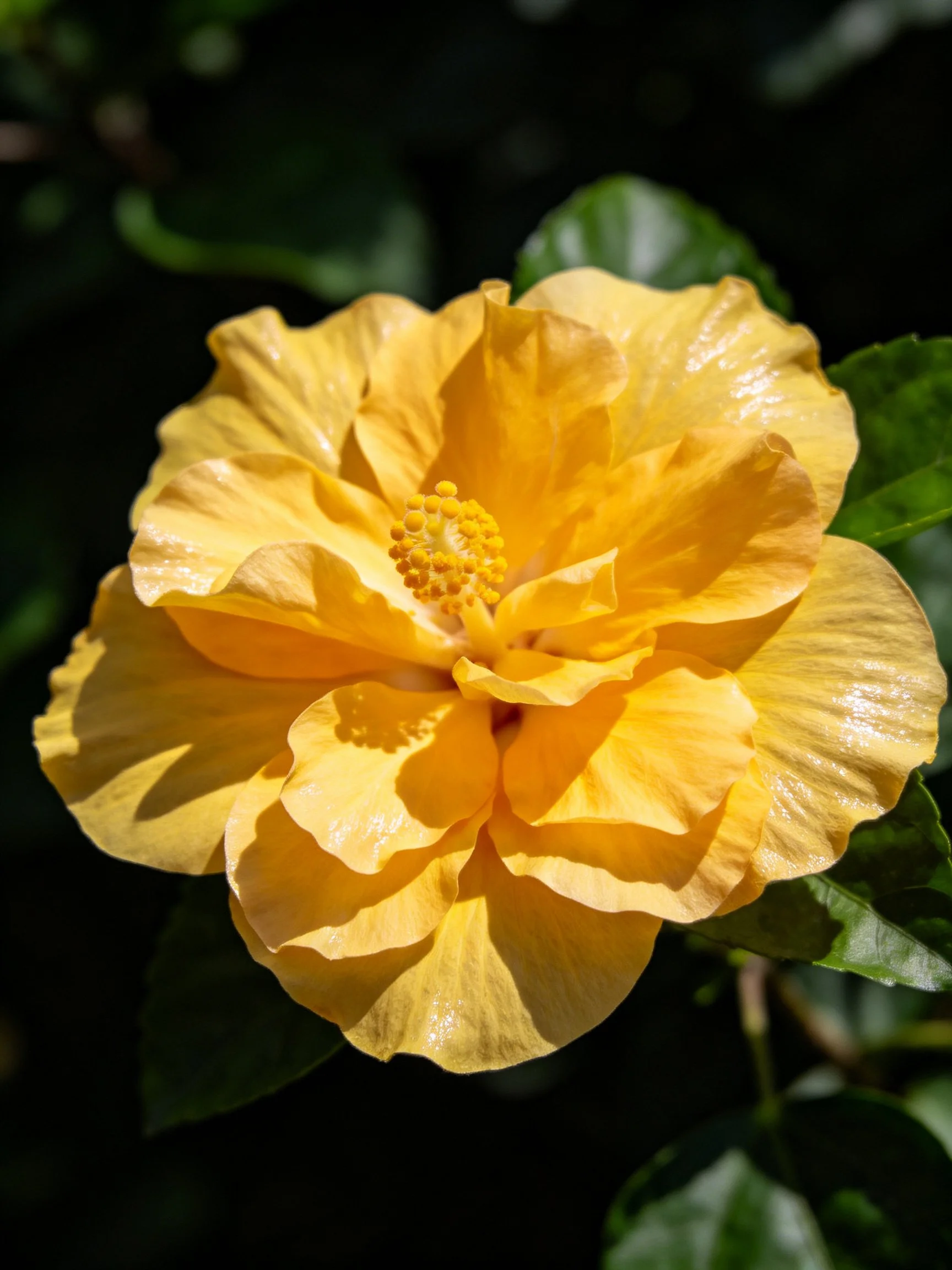 A vibrant yellow hibiscus flower with layered petals
