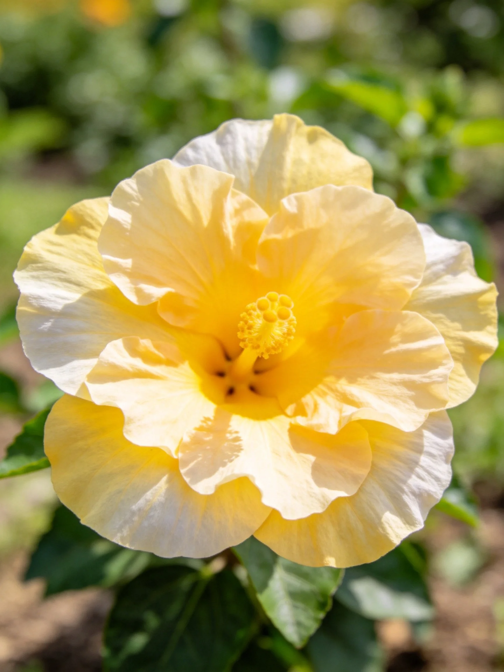 A vibrant yellow hibiscus flower with layered petals