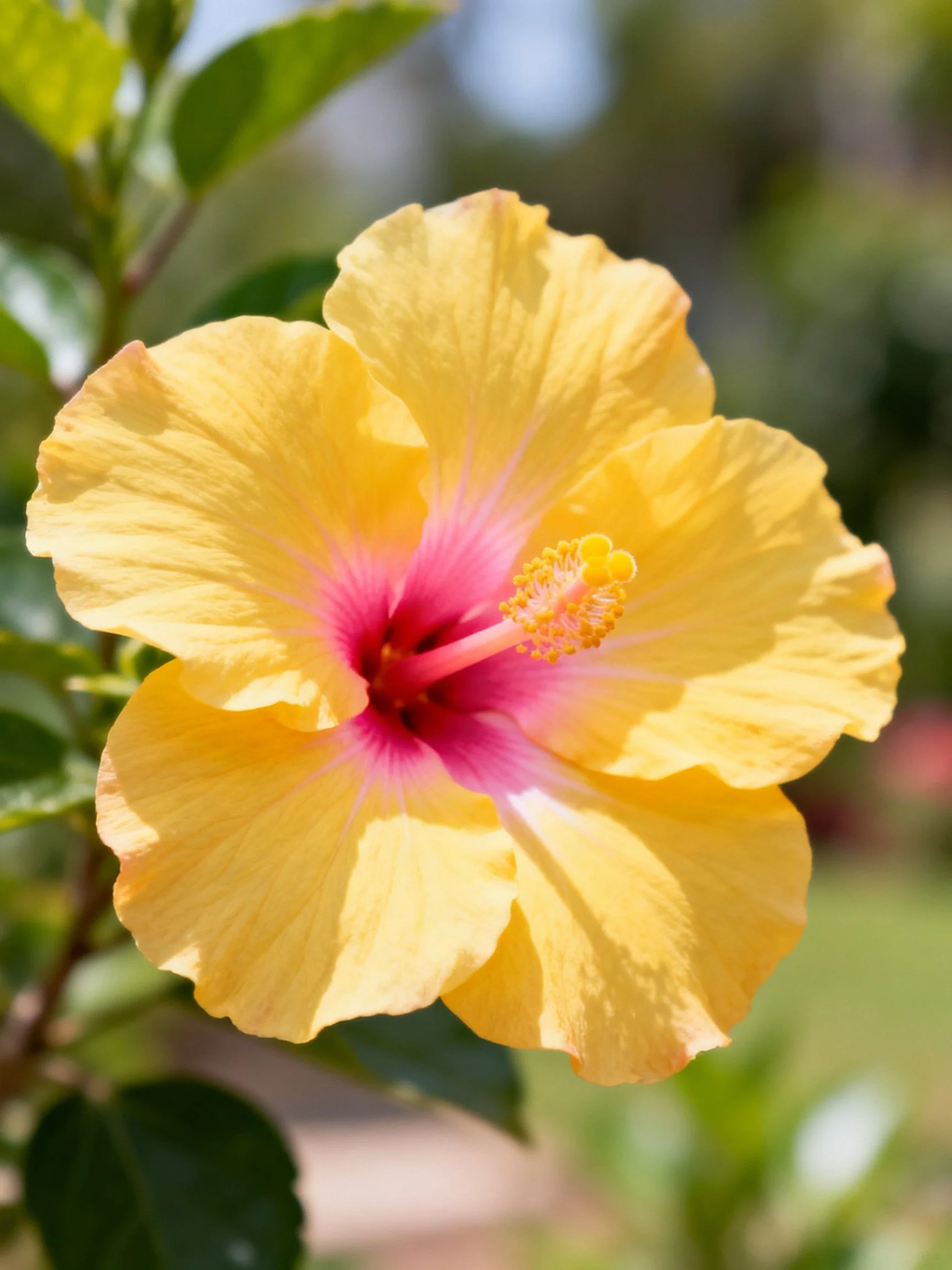 A vibrant yellow hibiscus flower with pink center