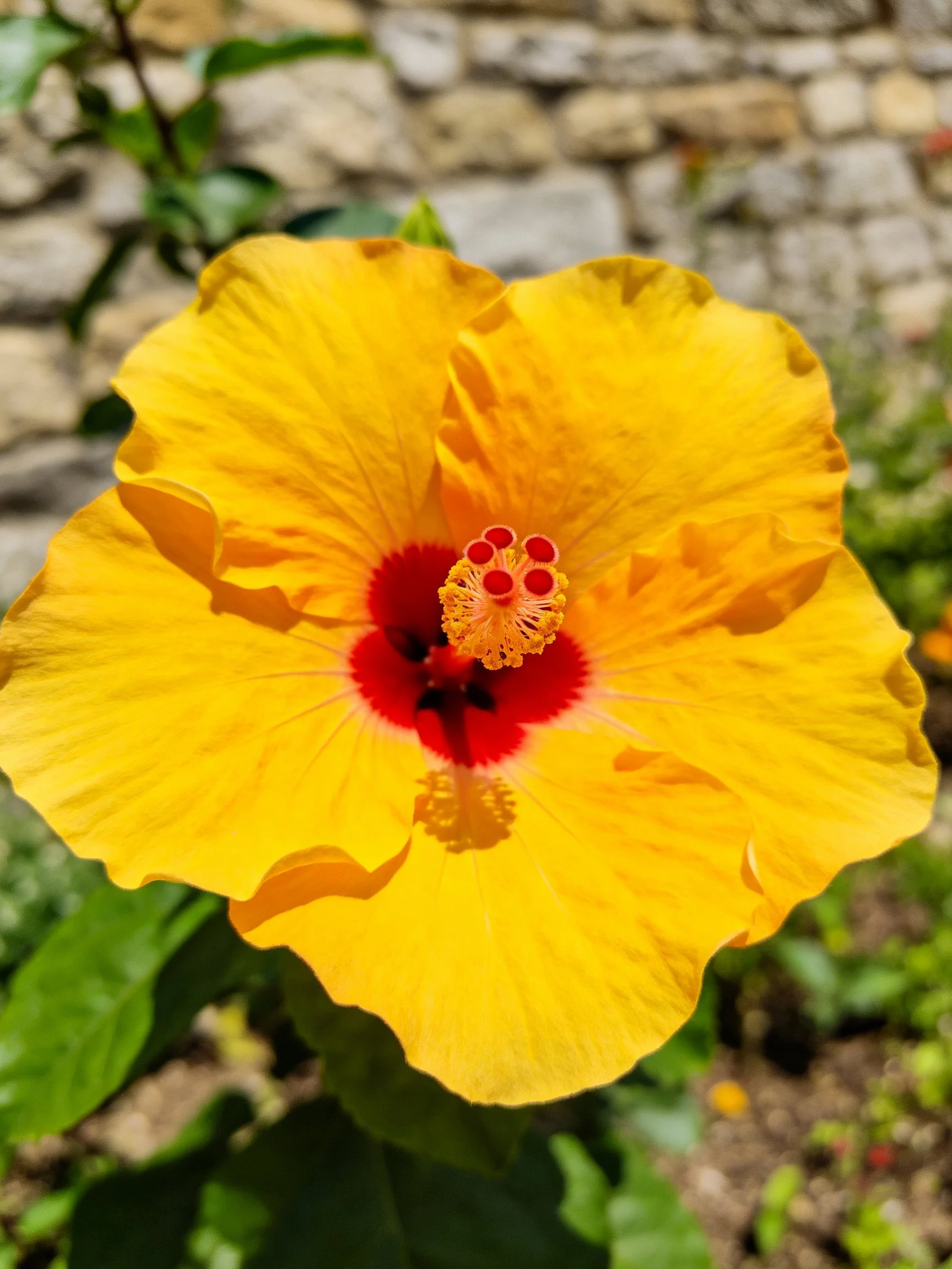 A vibrant yellow hibiscus flower with red center