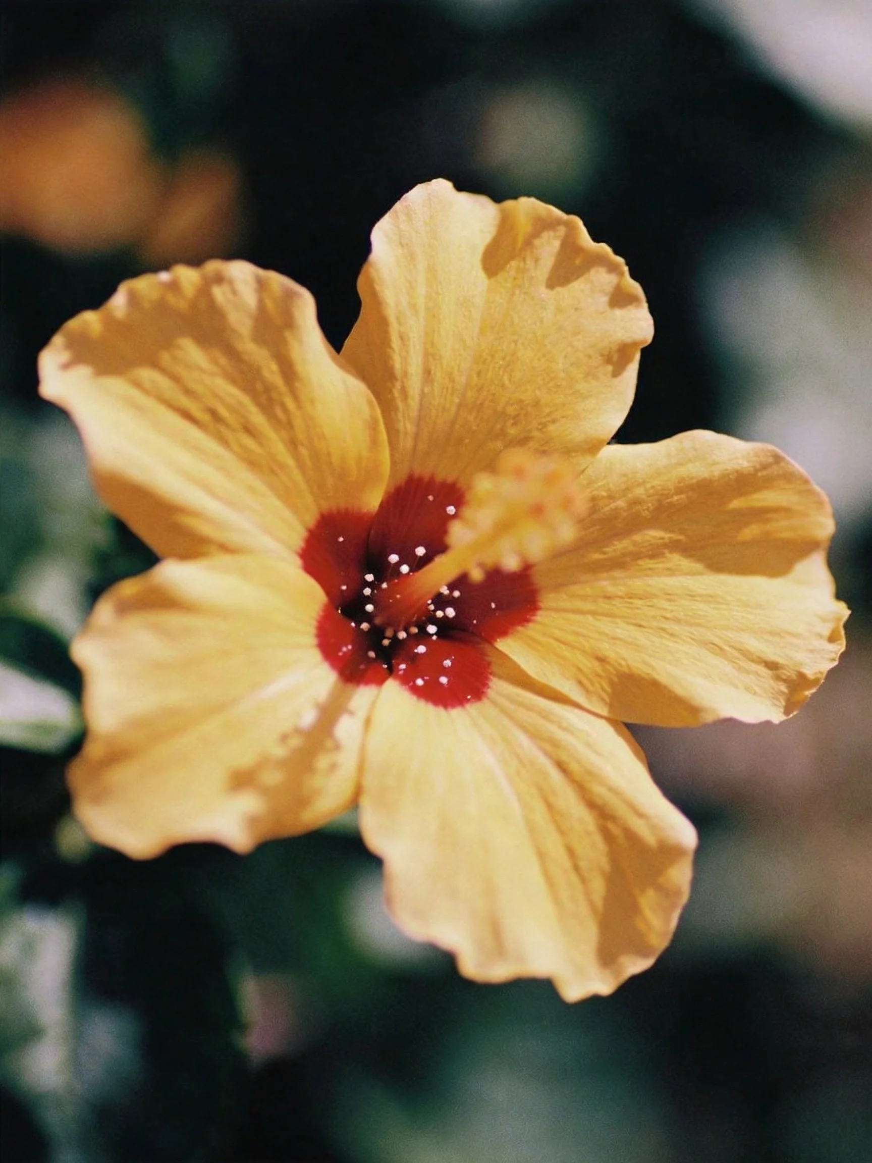 A vibrant yellow hibiscus with deep red center against blurred greenery