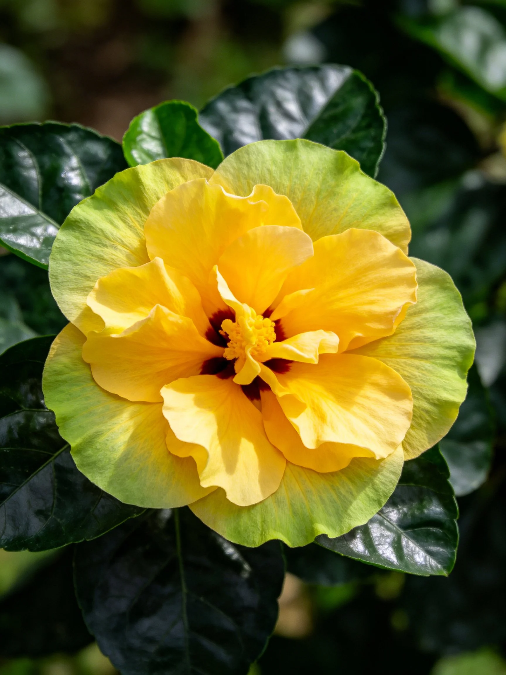 A vibrant yellow hibiscus with green-edged petals and dark center