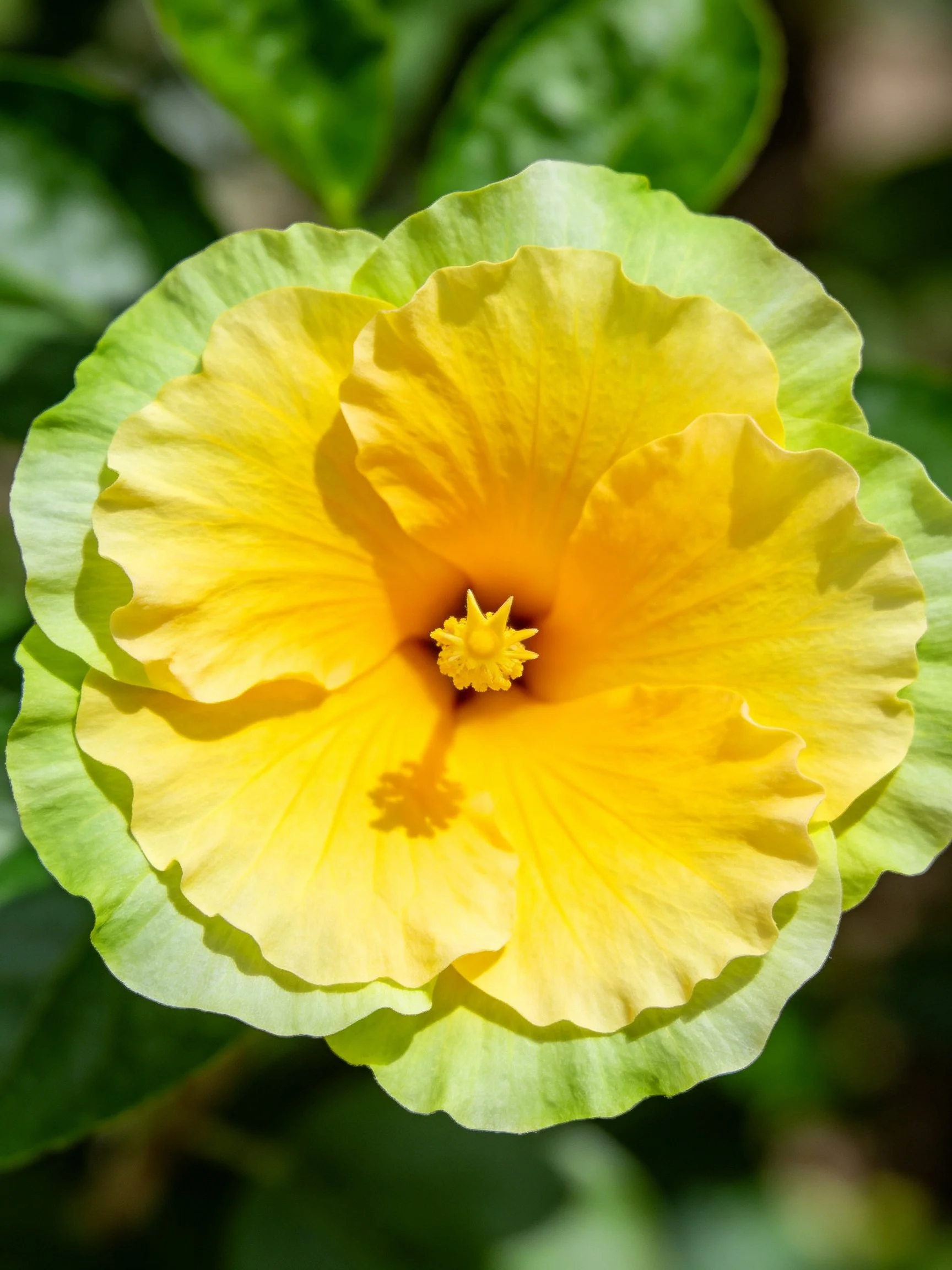 A vibrant yellow hibiscus with layered green petals