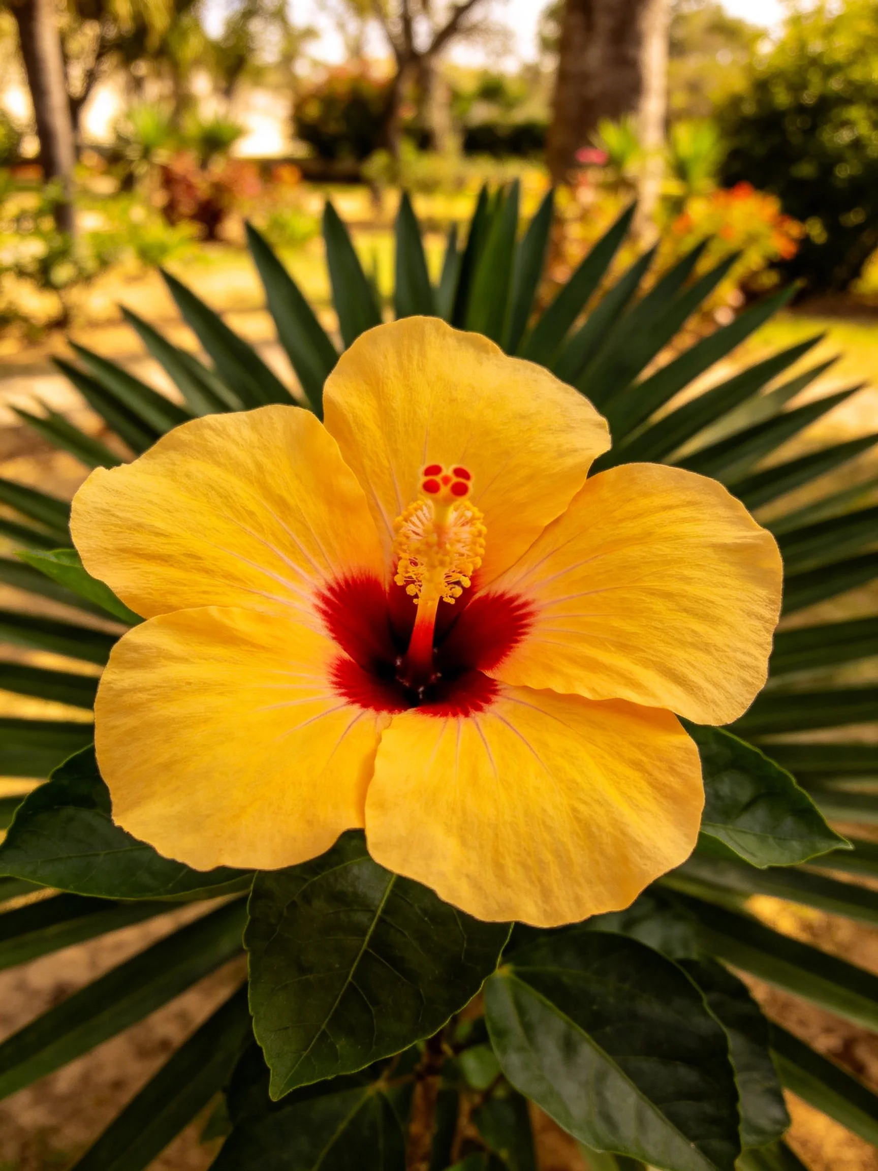 A vibrant yellow hibiscus with red center amidst green foliage