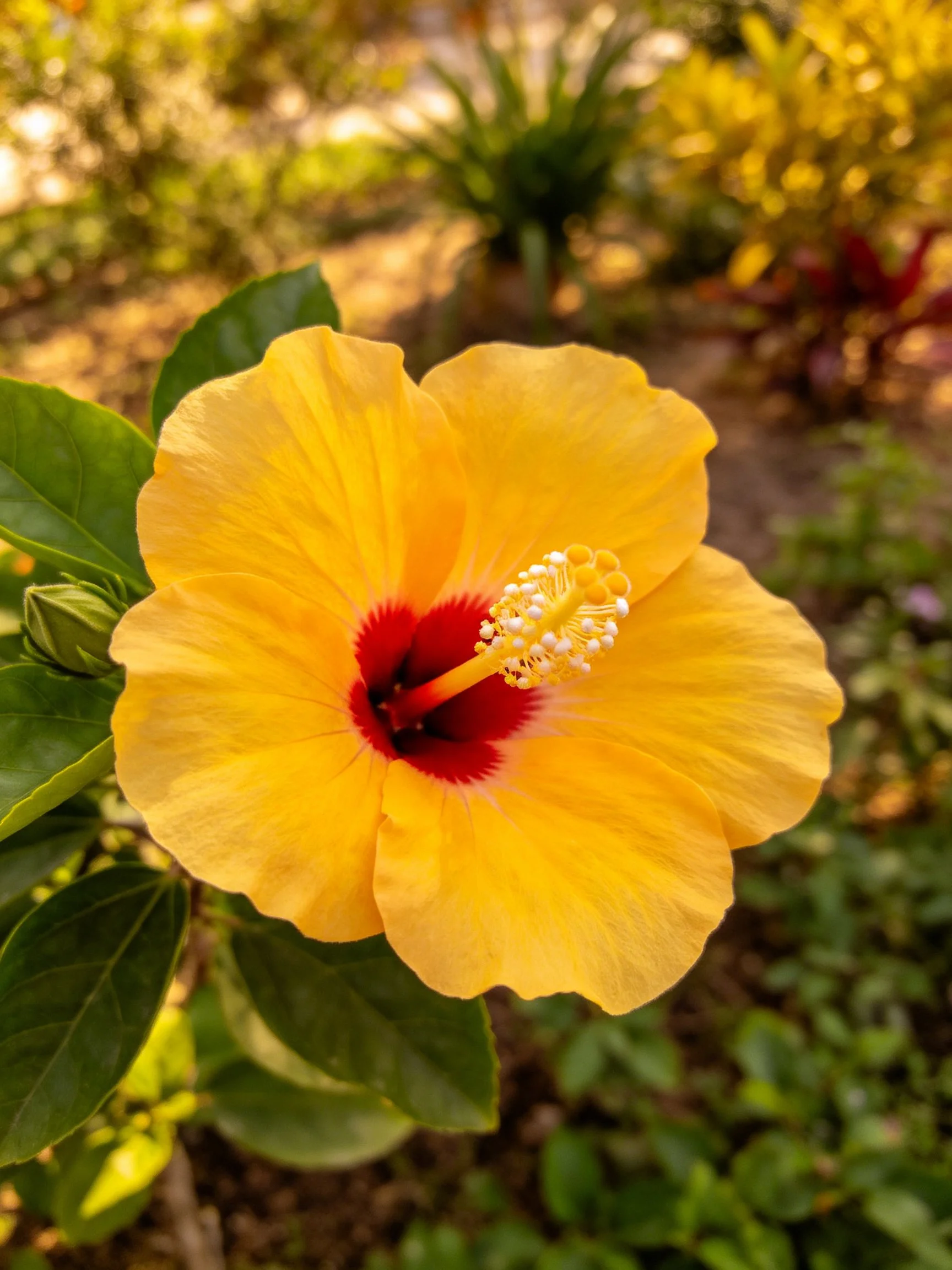 A vibrant yellow hibiscus with red center amidst green foliage