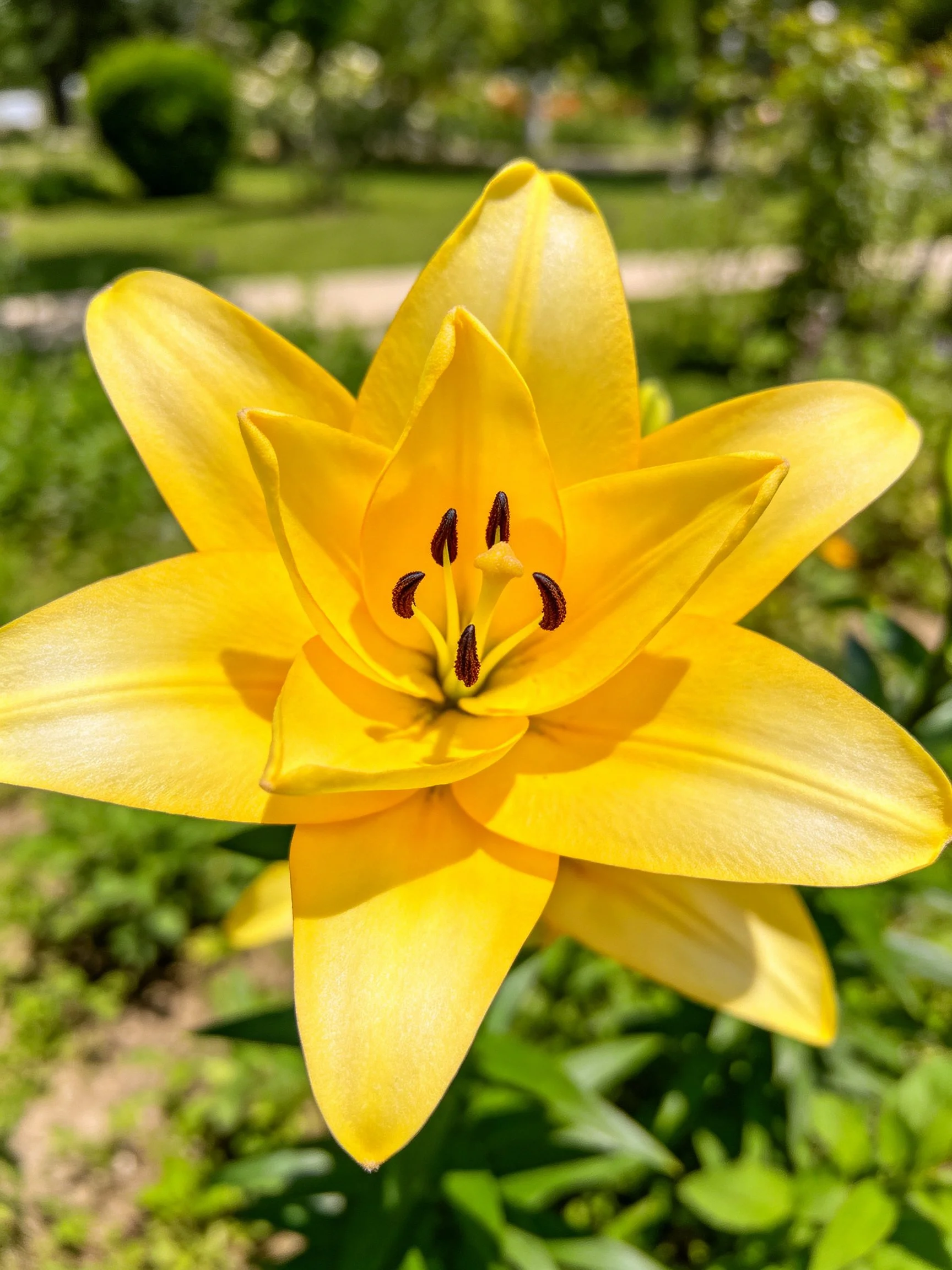 A vibrant yellow lily in sharp focus with dark stamens