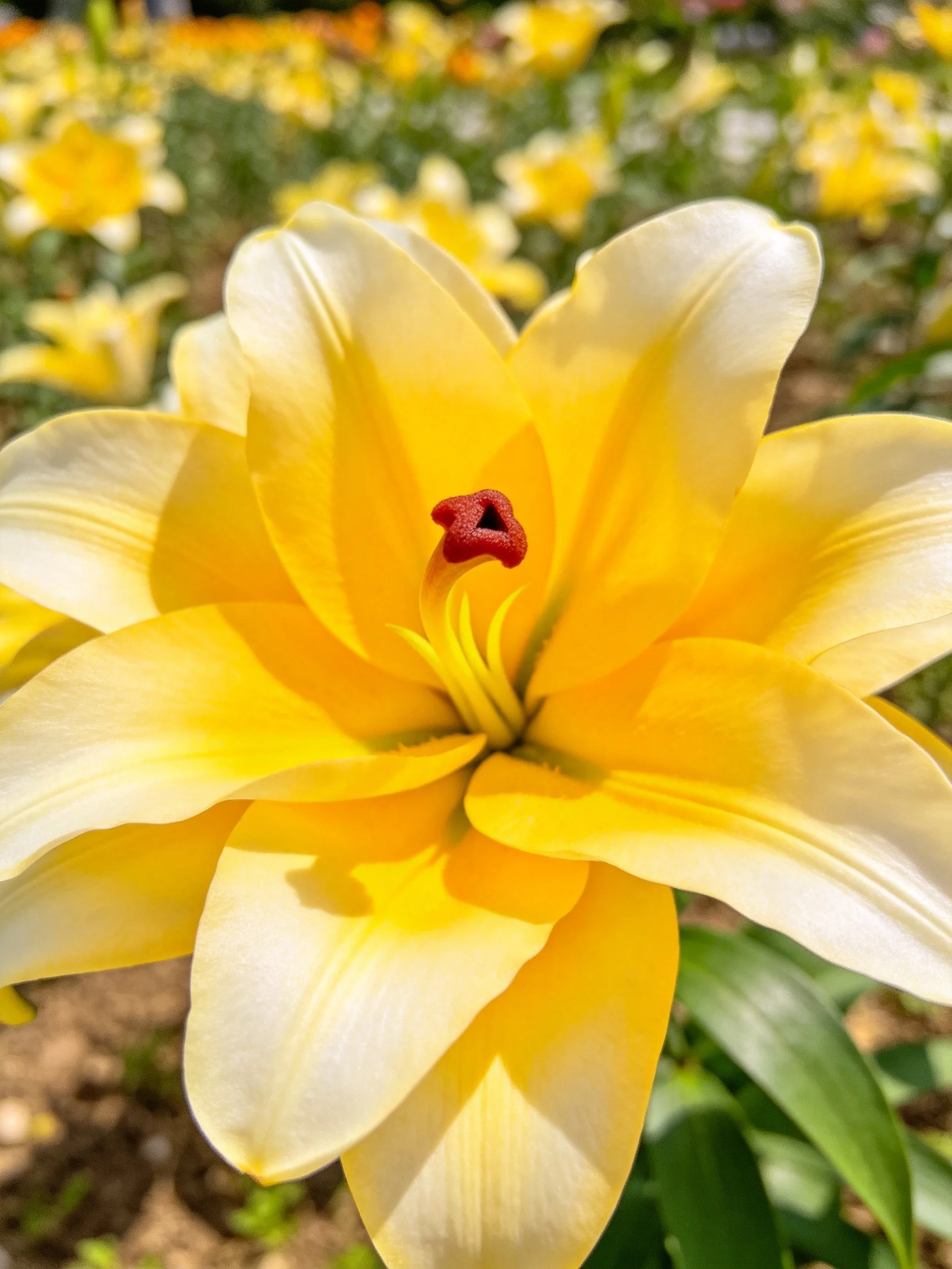 A vibrant yellow lily with white petals and red center