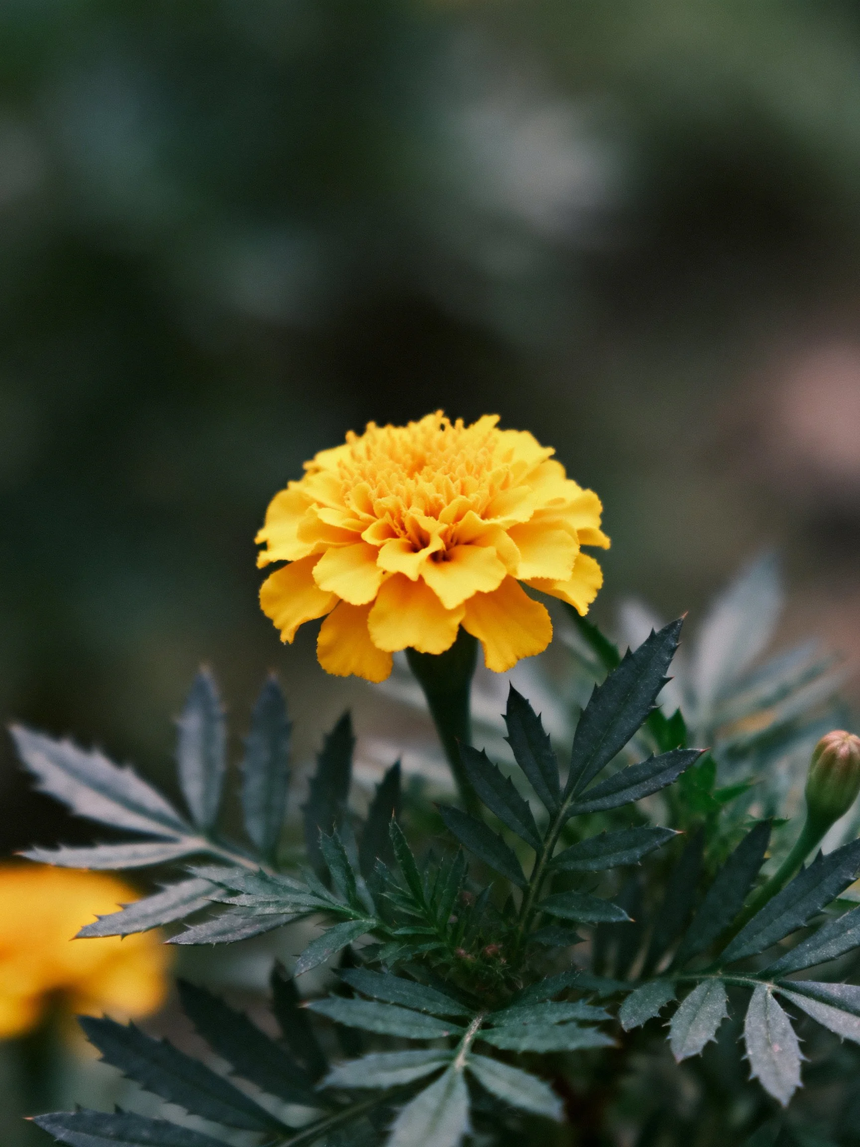 A vibrant yellow marigold blooms amid dark green foliage