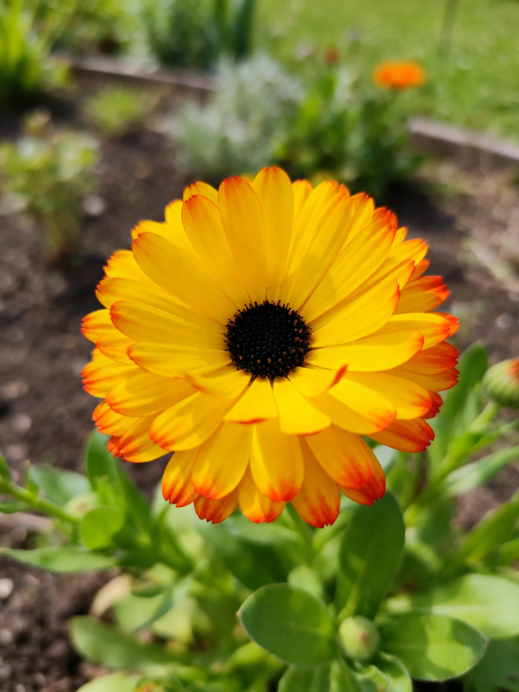 A single vibrant yellow-orange flower with a dark center stands out in a garden setting