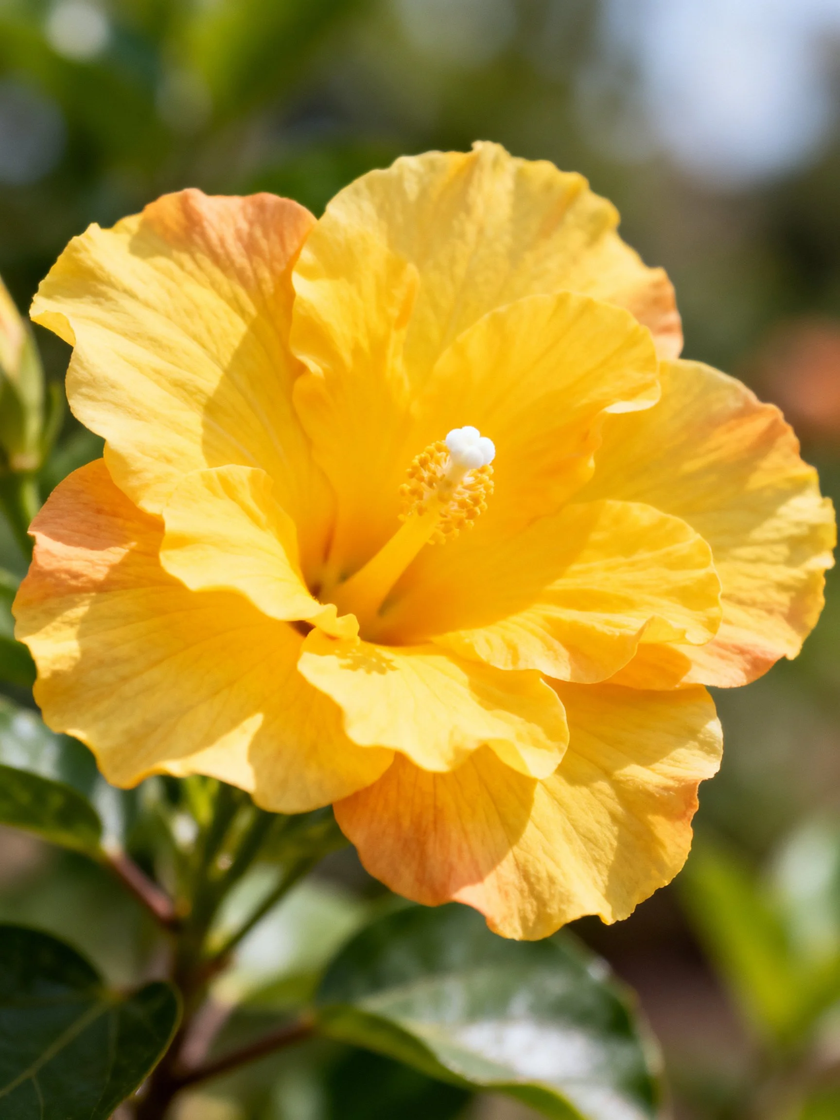 A vibrant yellow-orange hibiscus flower in sharp focus