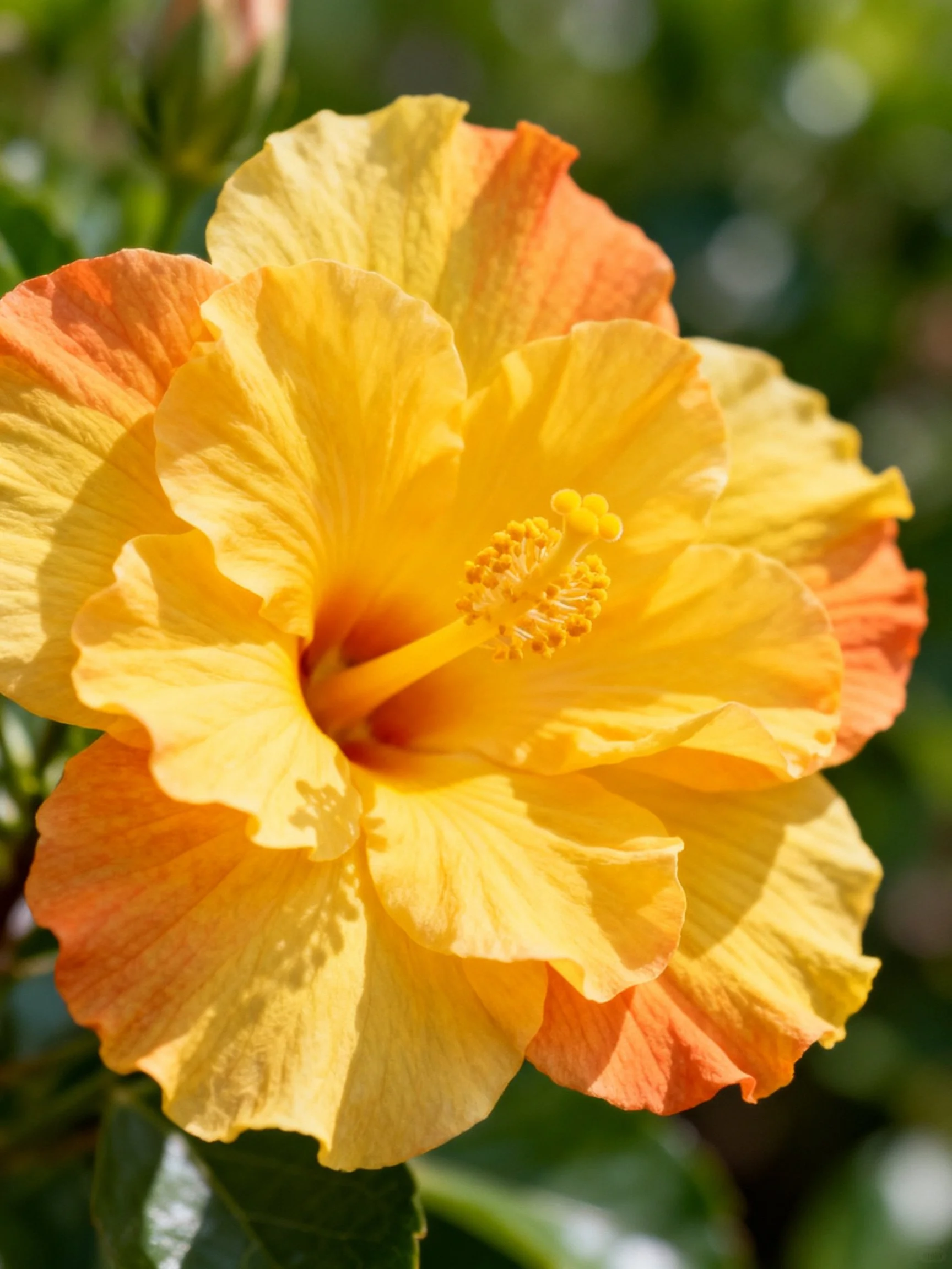 A vibrant yellow-orange hibiscus flower with layered petals