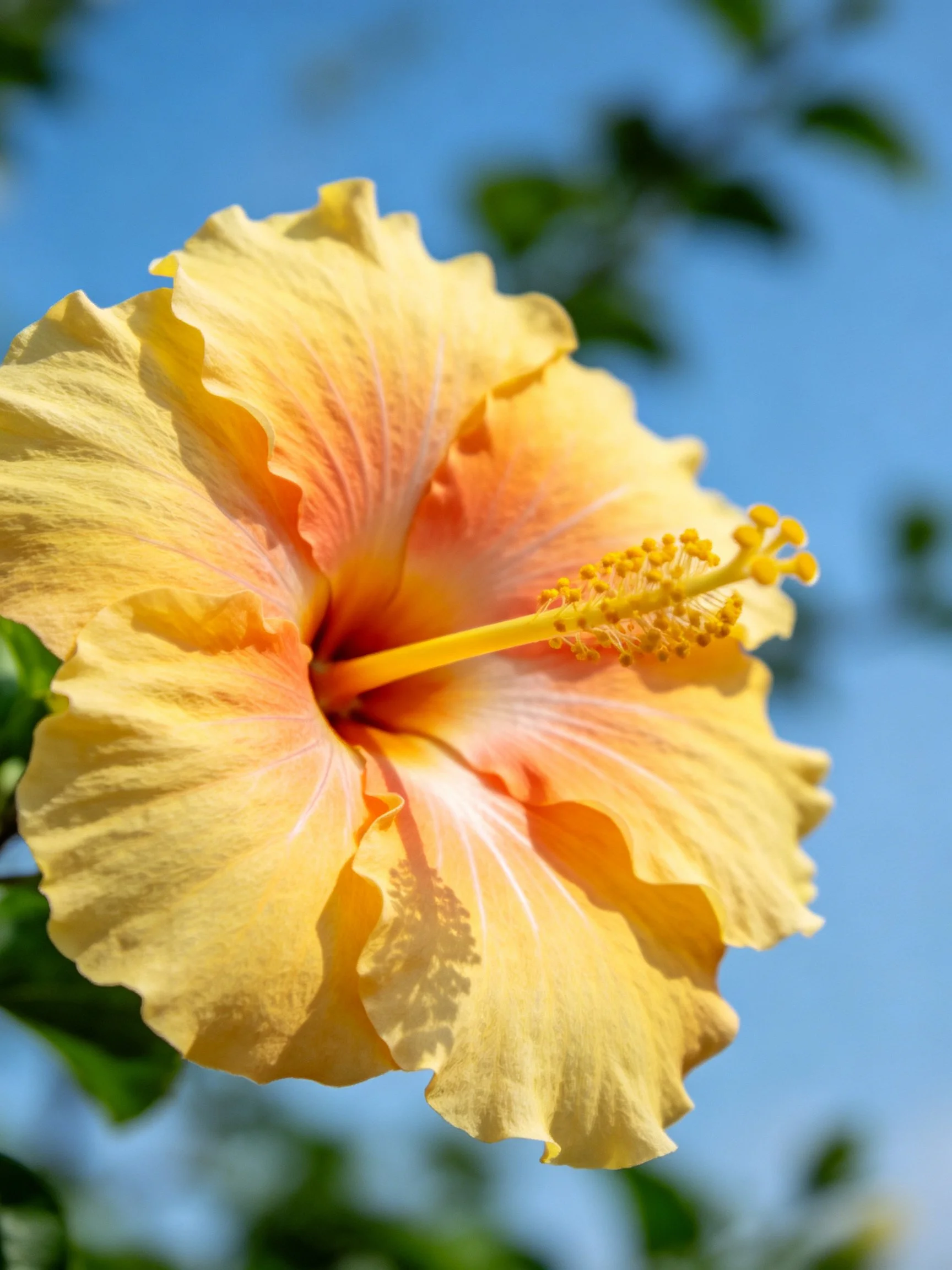 A vibrant yellow-orange hibiscus flower with ruffled petals