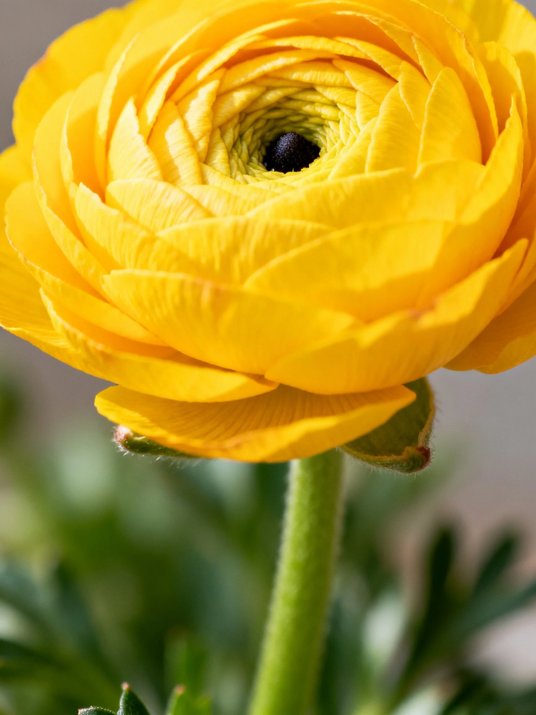 A vibrant yellow ranunculus flower with layered petals