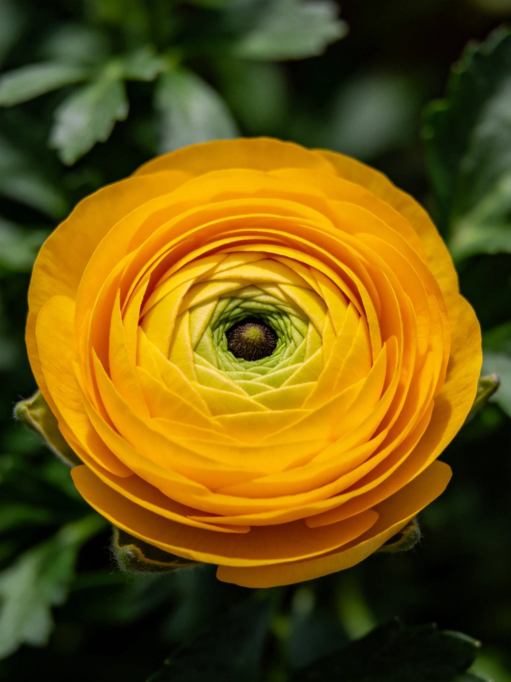 A vibrant yellow ranunculus flower with layered petals