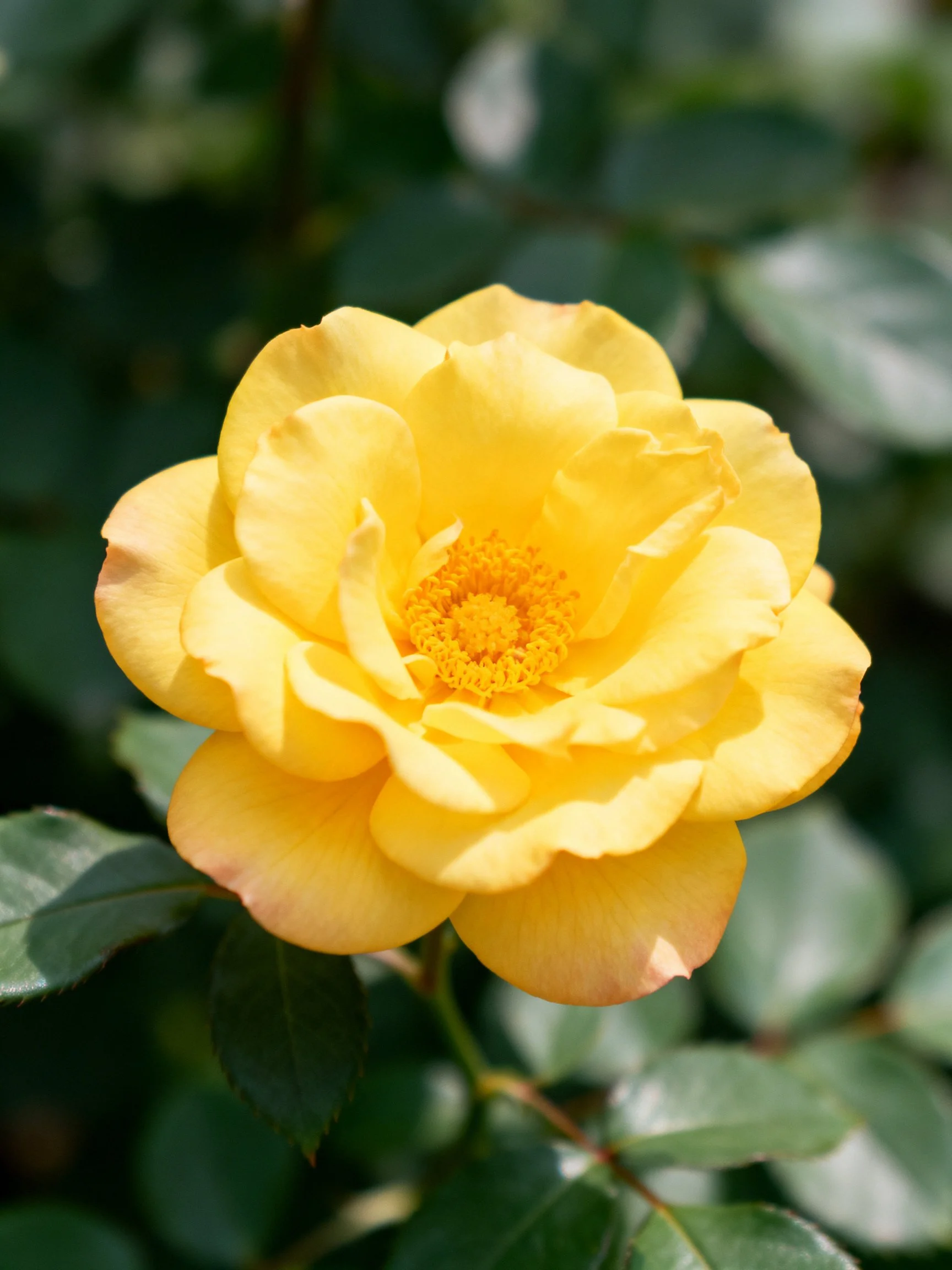 A vibrant yellow rose blooms amid lush green foliage