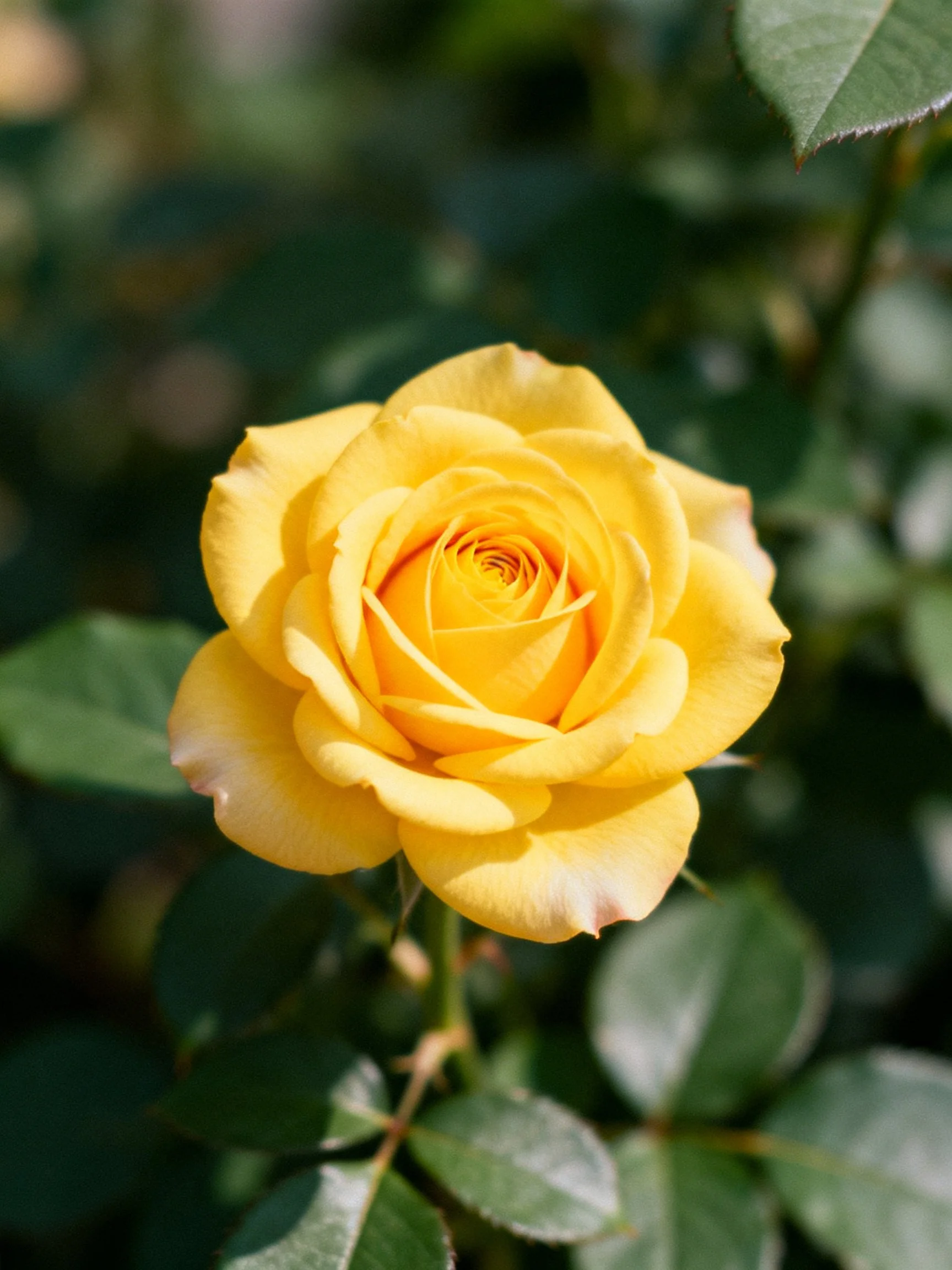 A vibrant yellow rose in full bloom with green foliage