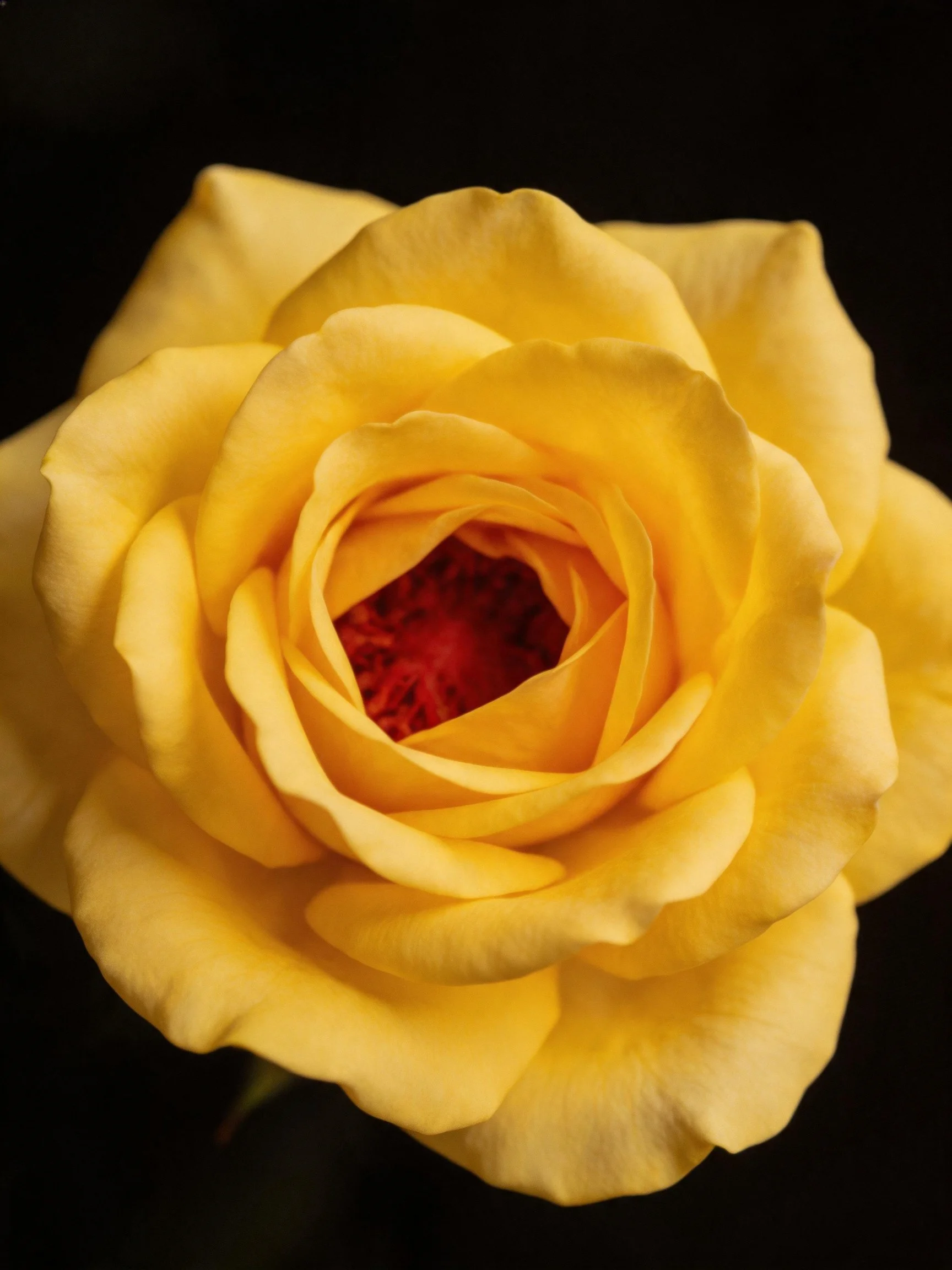 A vibrant yellow rose with deep red center on black background