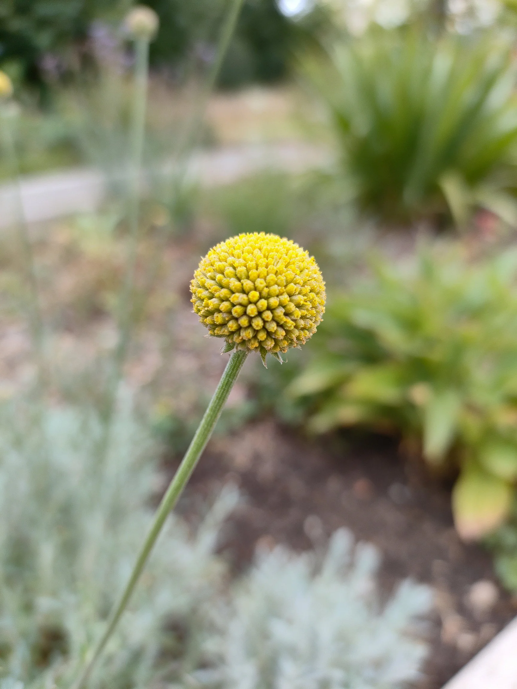 A vibrant yellow spherical flower bud on a slender stem in a blurred garden