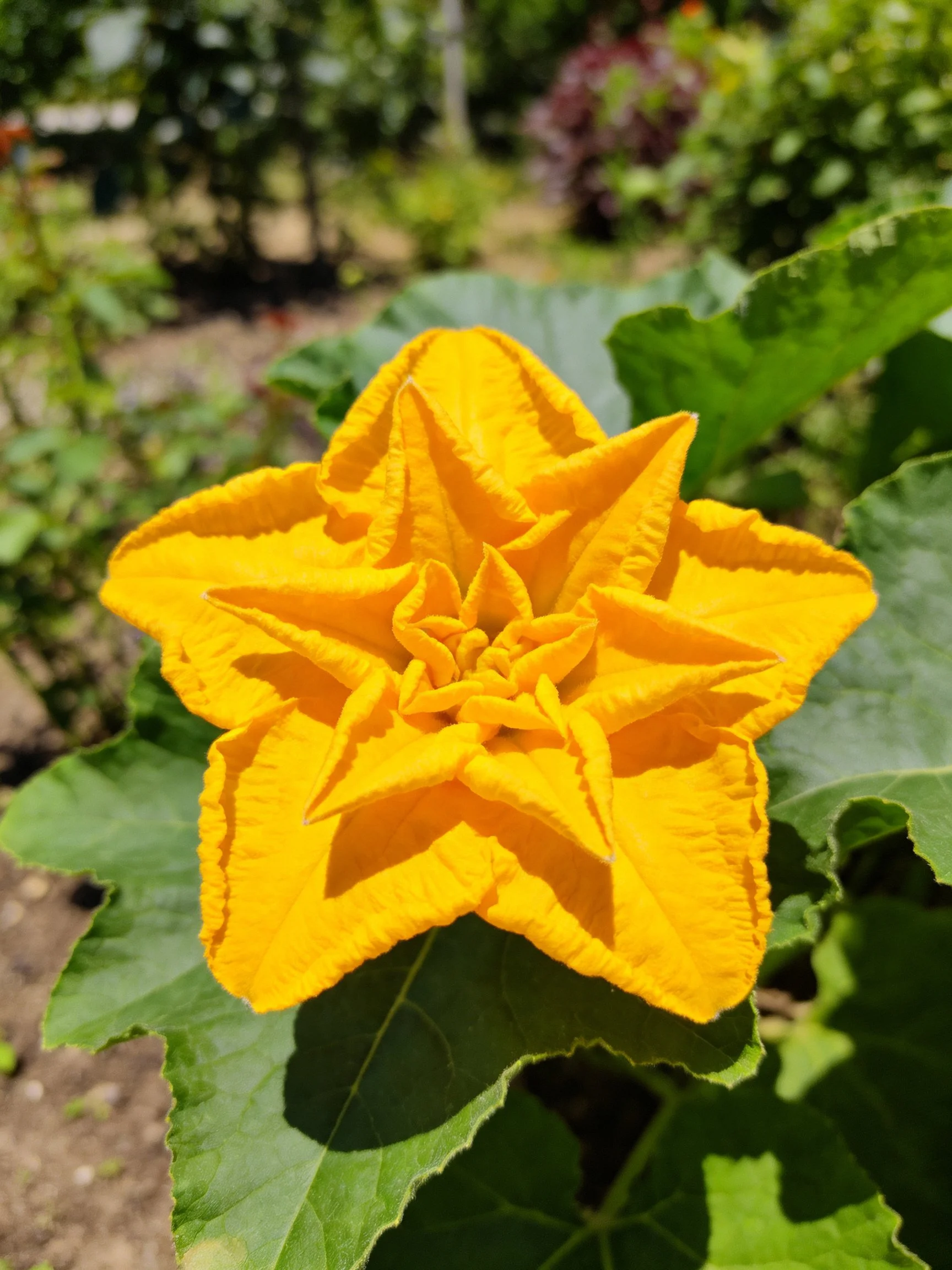 A vibrant yellow star - shaped flower with large green leaves