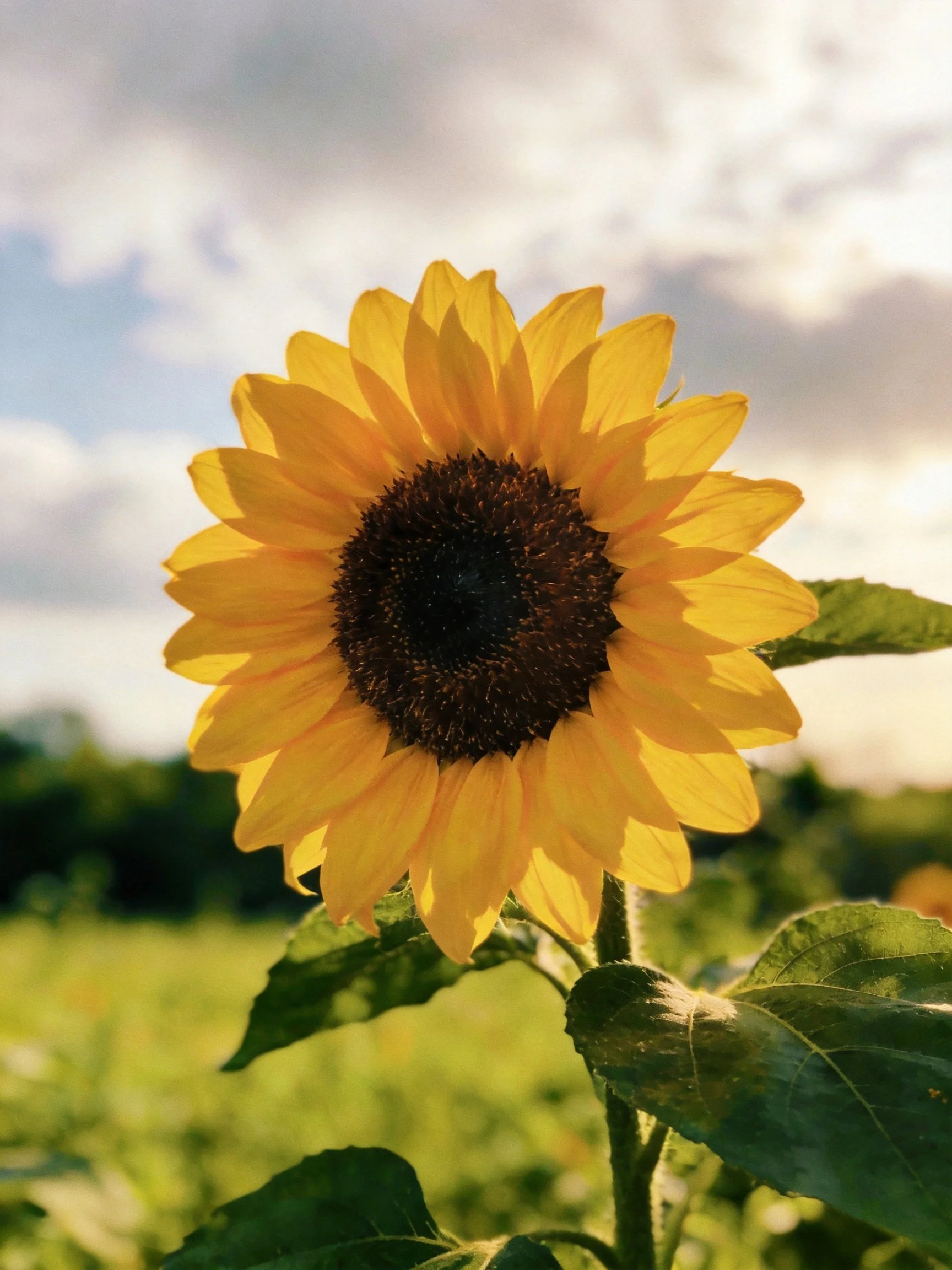 A vibrant yellow sunflower blooms against a cloudy blue sky