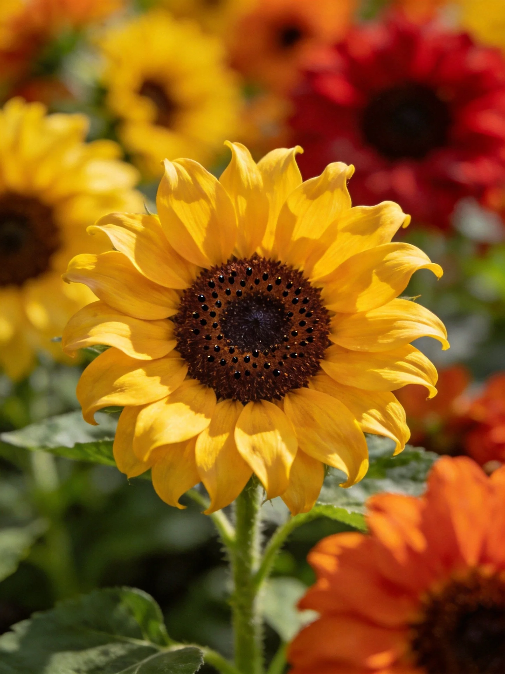 A vibrant yellow sunflower centered among multicolored blooms