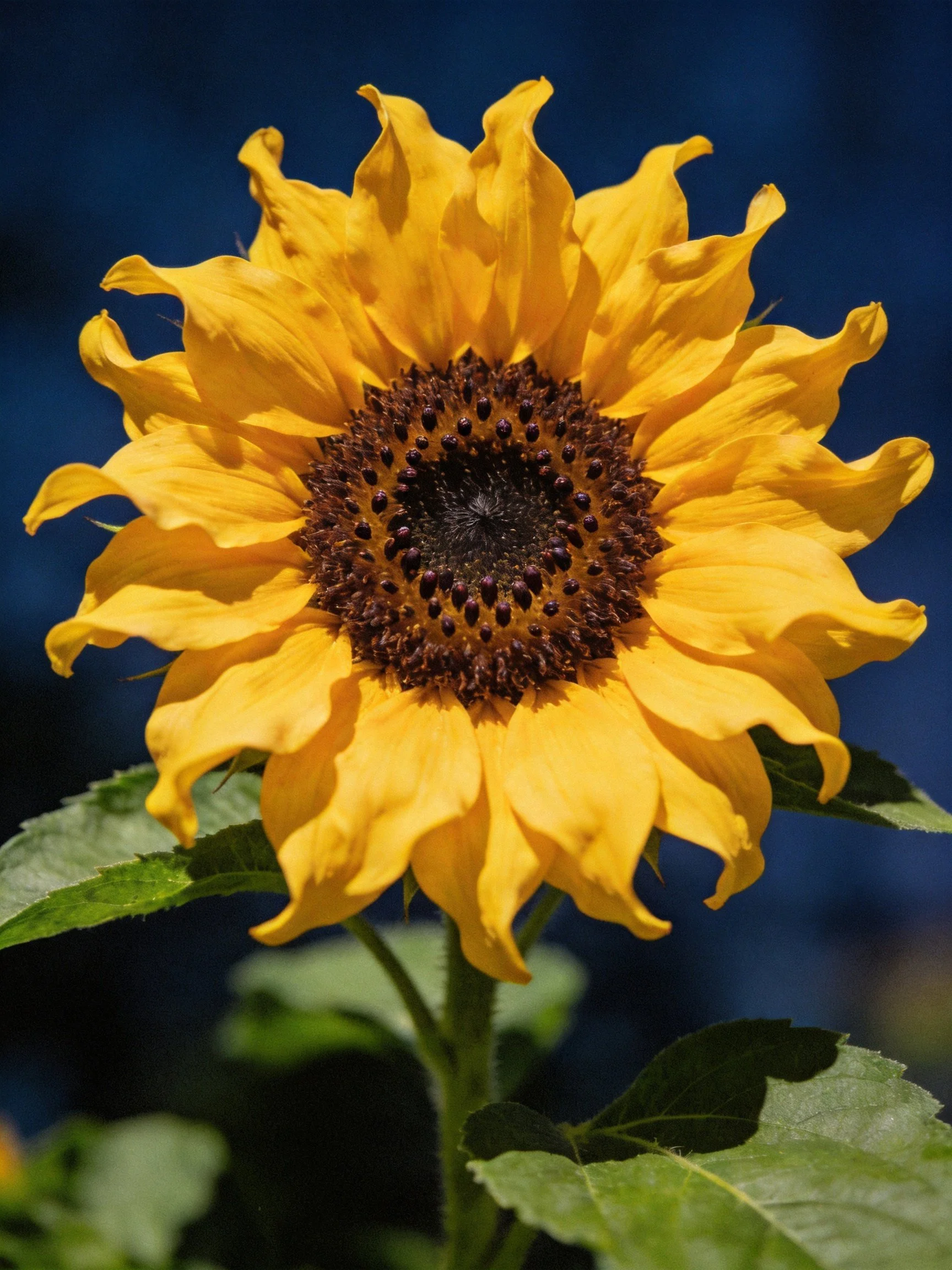 A vibrant yellow sunflower with a dark brown central disk