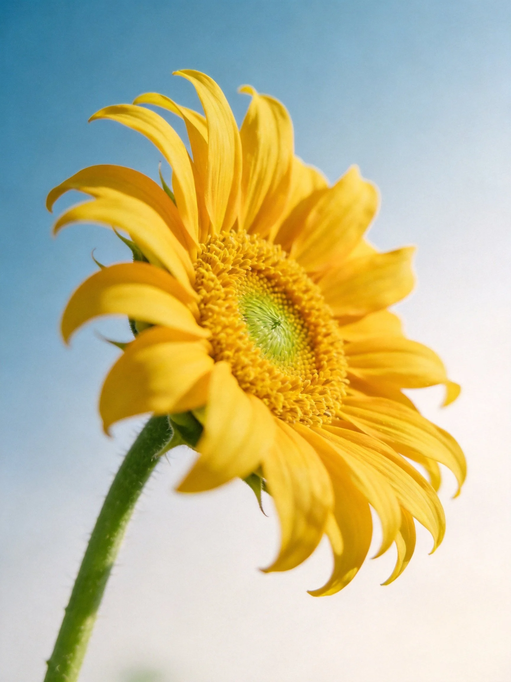A vibrant yellow sunflower with a green center against a clear blue sky