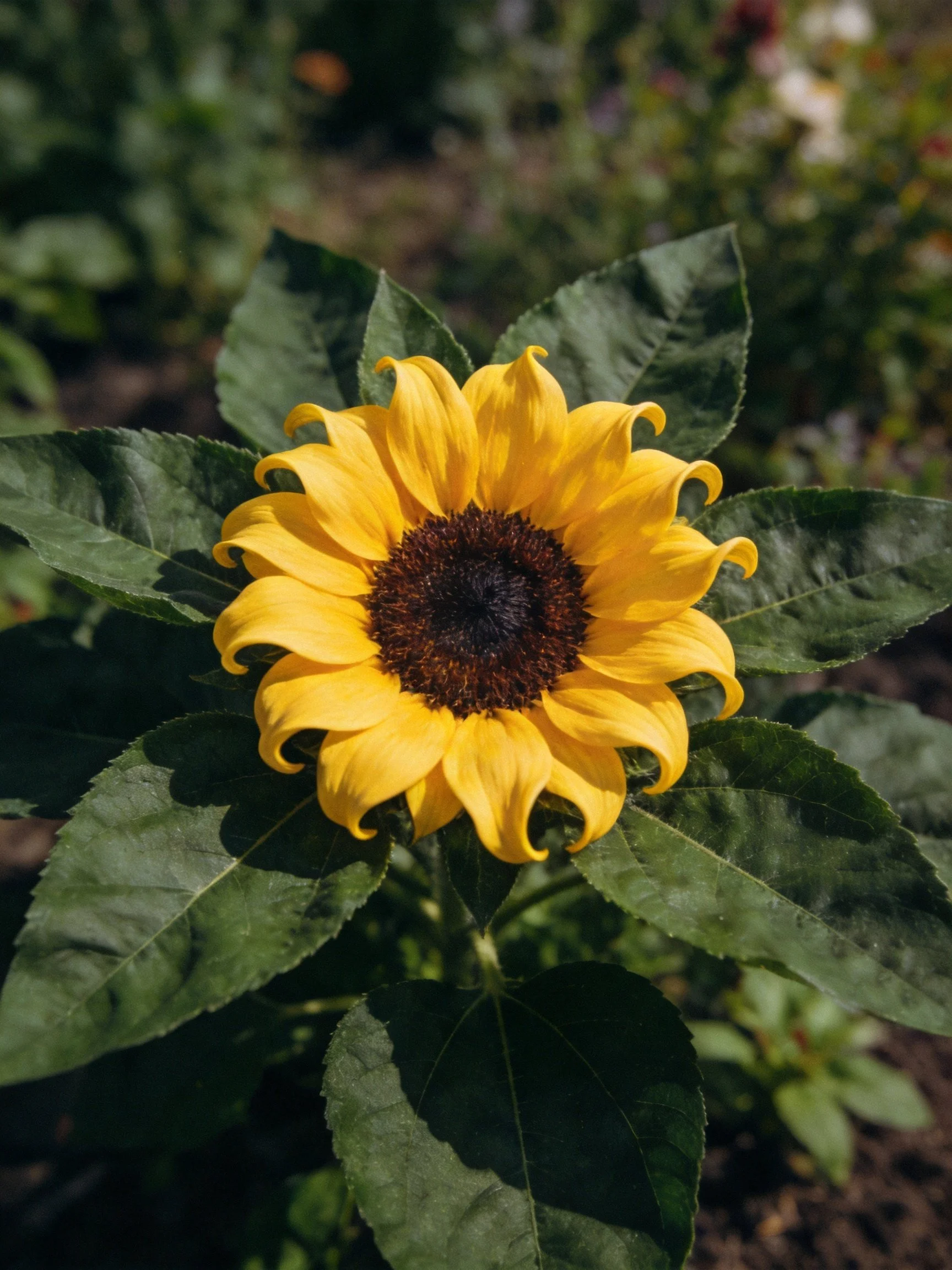 A vibrant yellow sunflower with curled petals and large green leaves