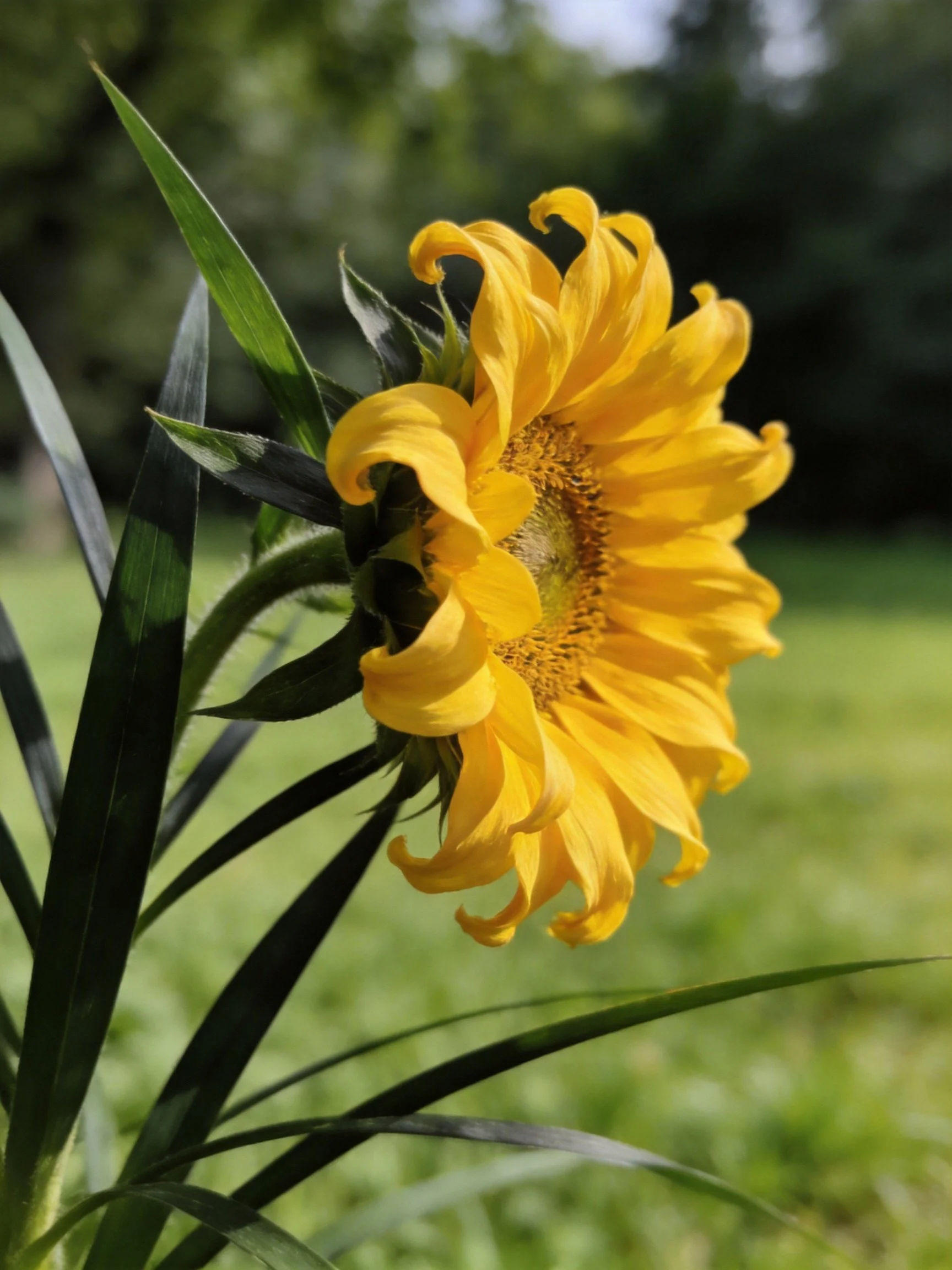 A vibrant yellow sunflower with curled petals near dark green leaves