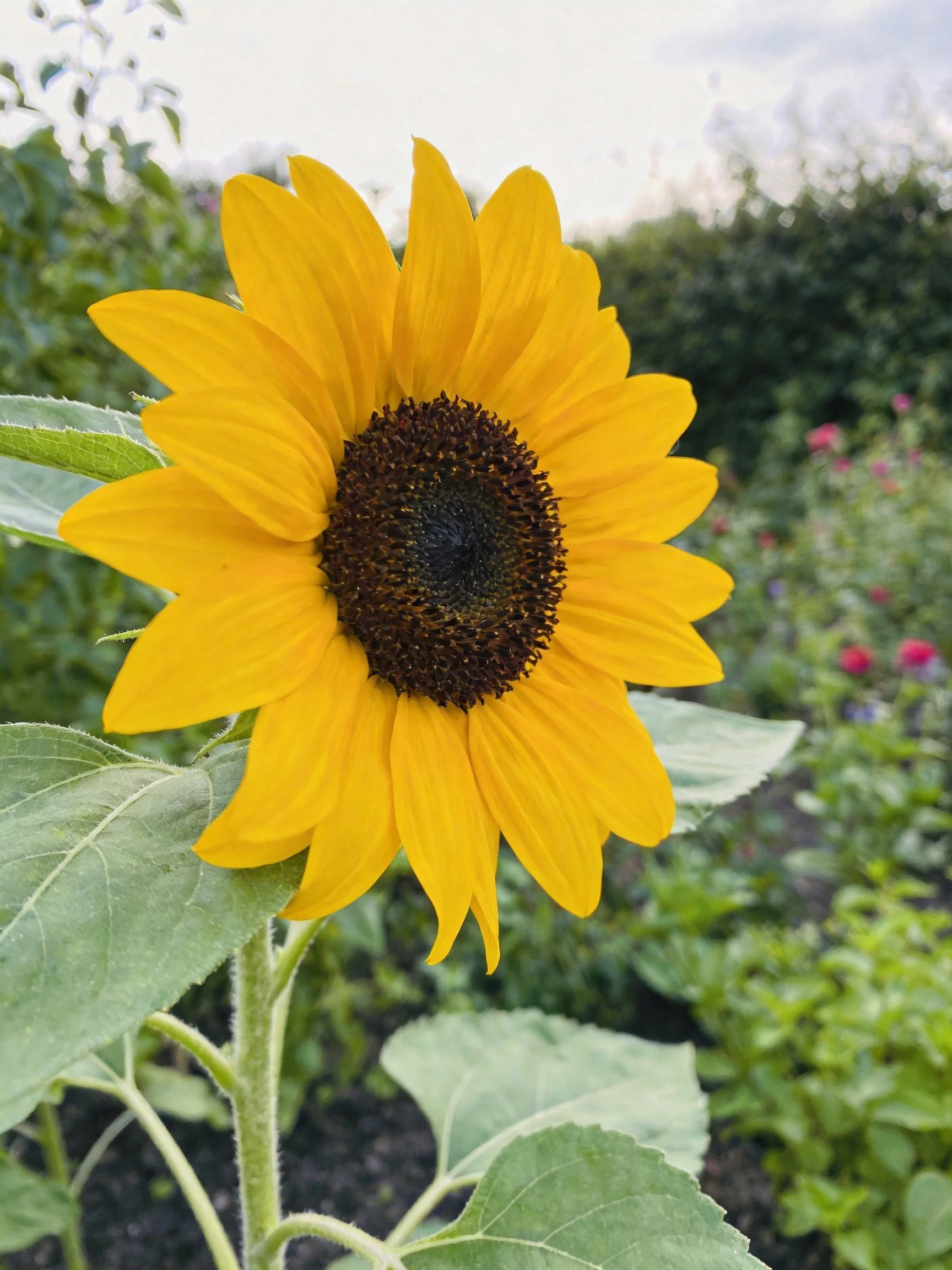 A vibrant yellow sunflower with dark brown center amid green foliage