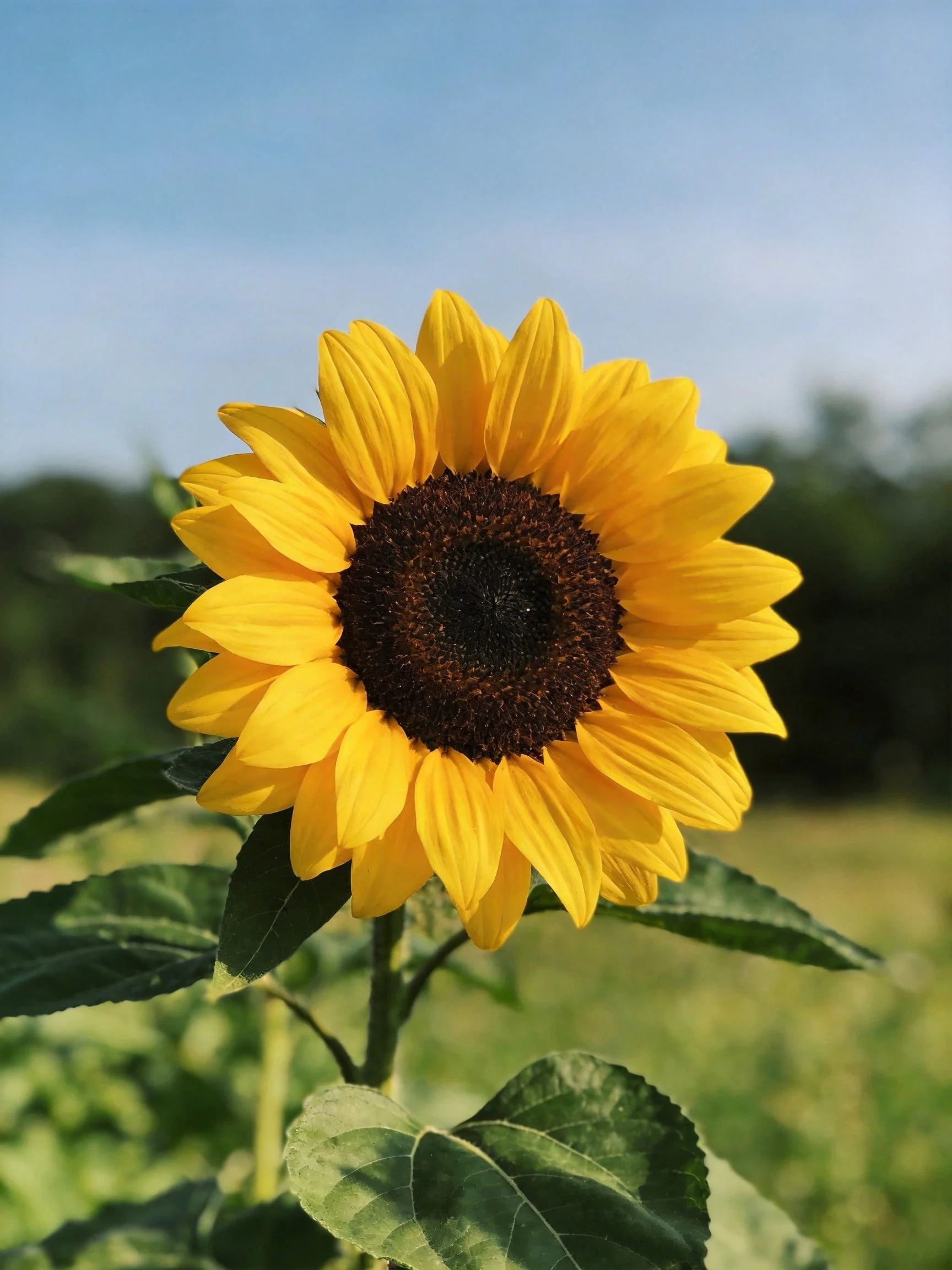 A vibrant yellow sunflower with dark brown center