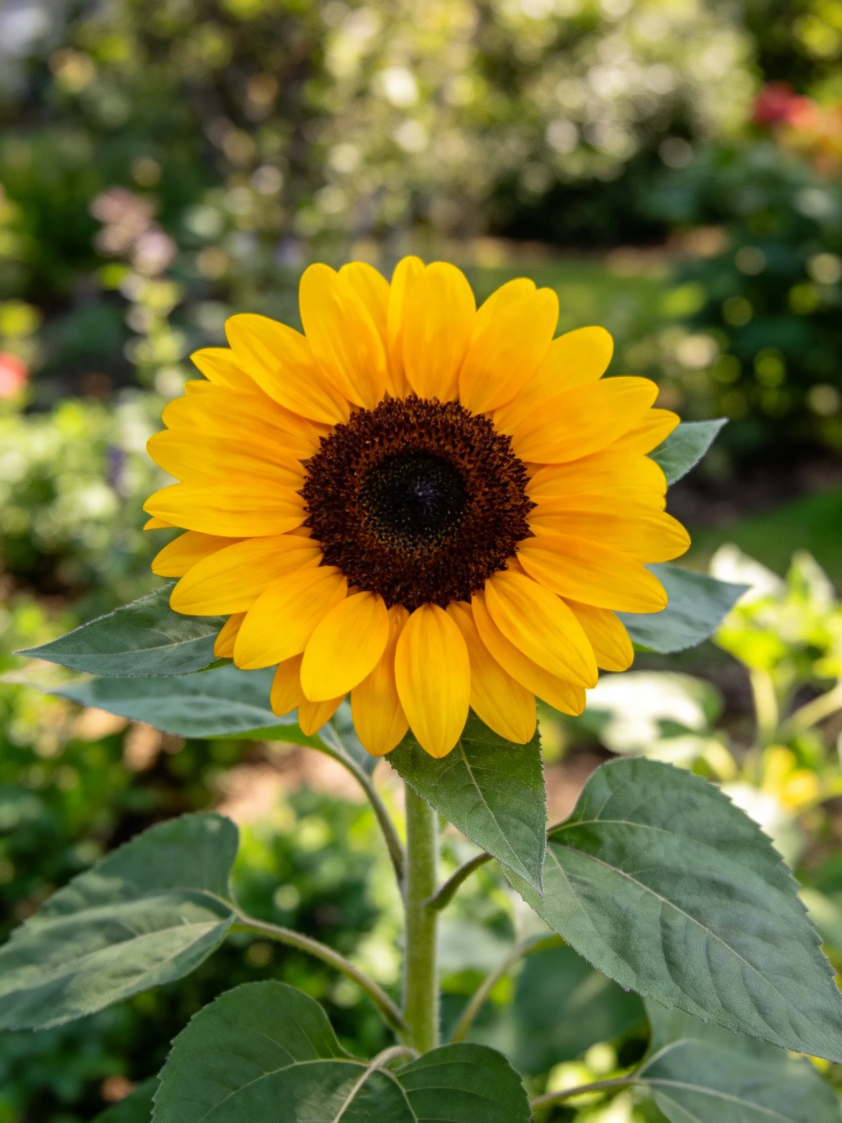 A vibrant yellow sunflower with dark brown center in a lush garden