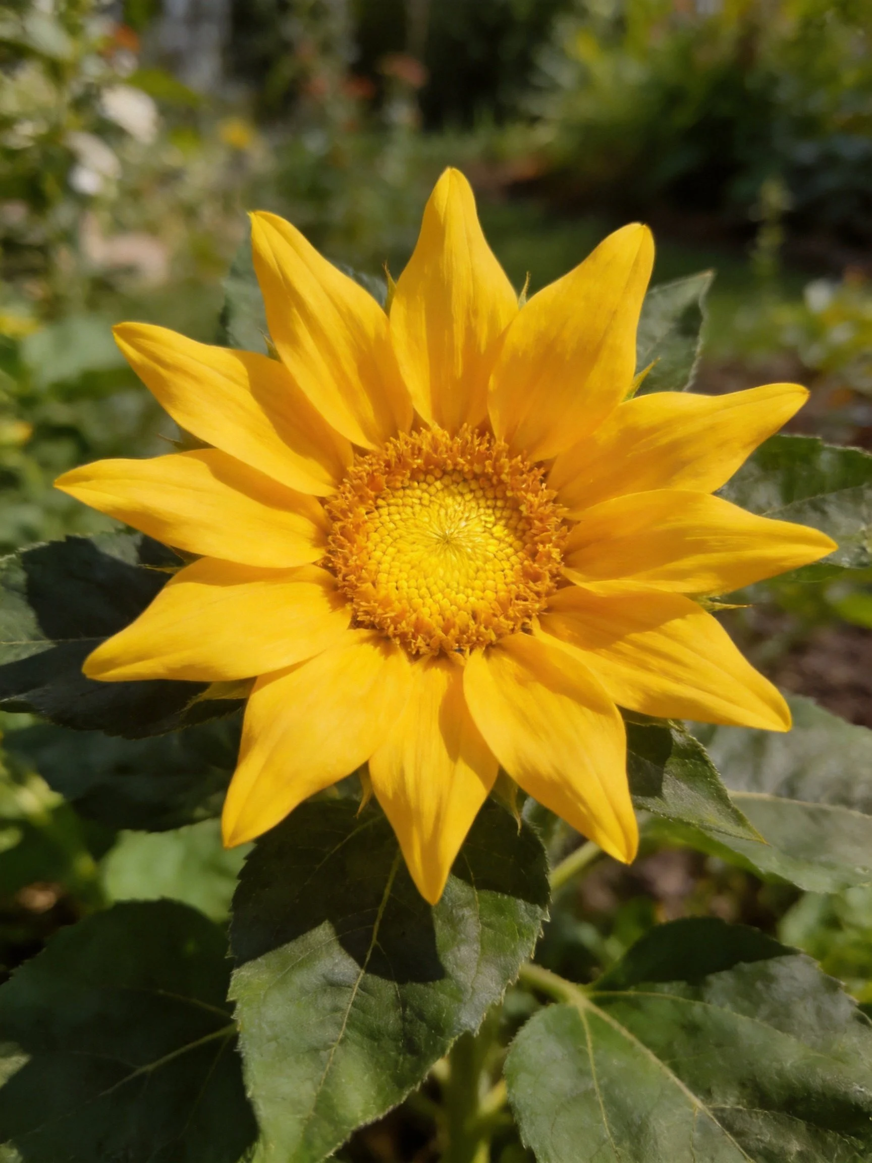 A vibrant yellow sunflower with dark green foliage in a garden