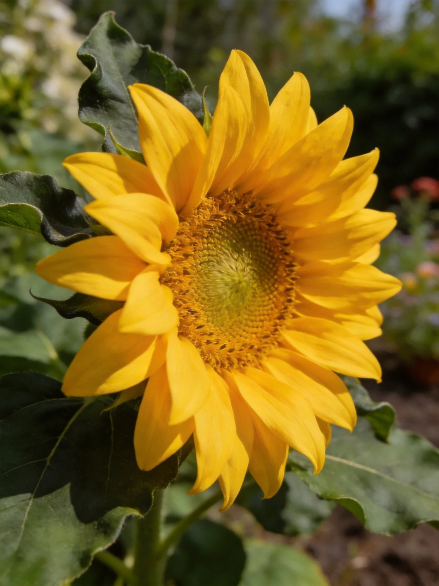 A vibrant yellow sunflower with large green leaves