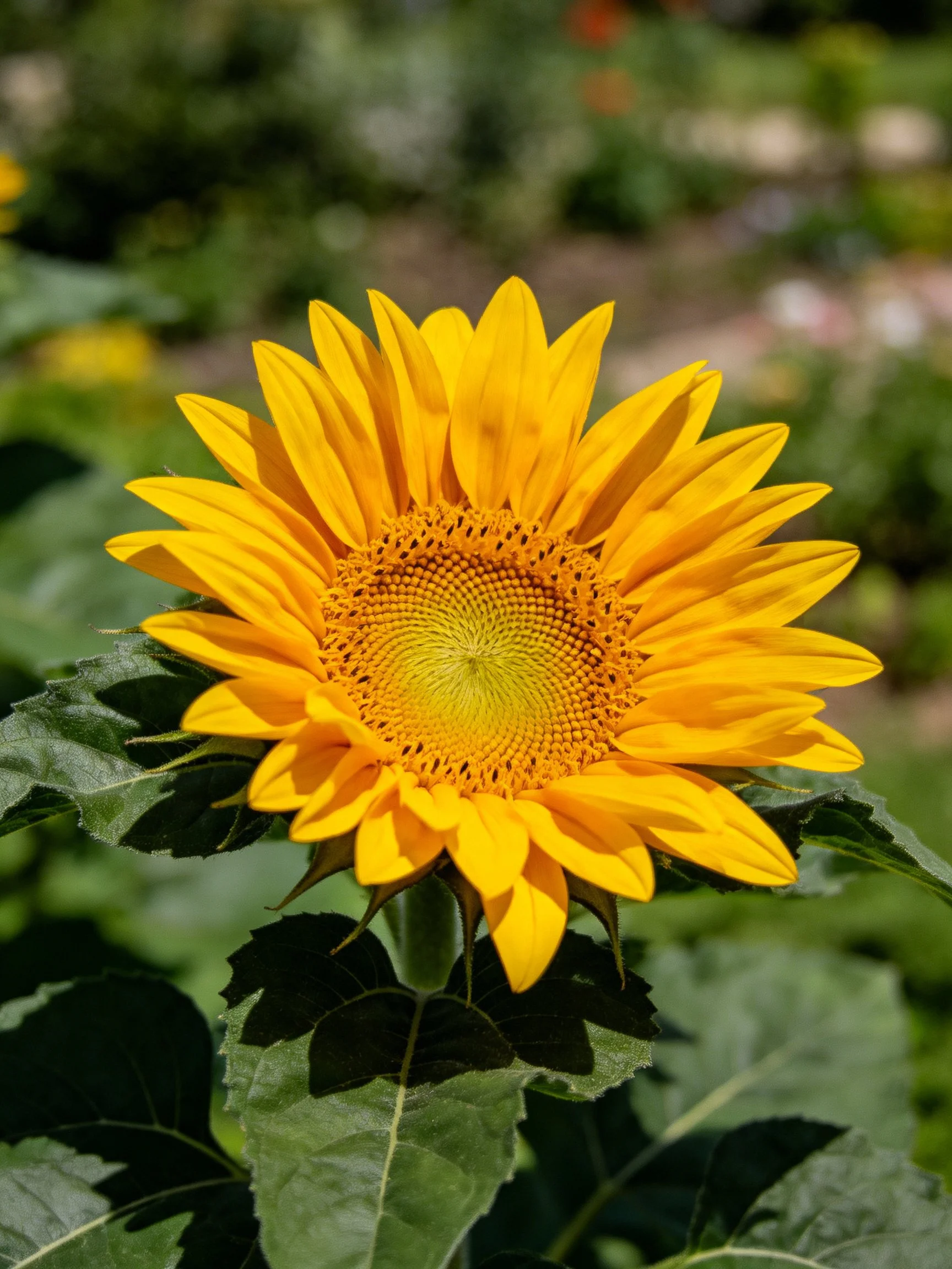 A vibrant yellow sunflower with large petals and green foliage
