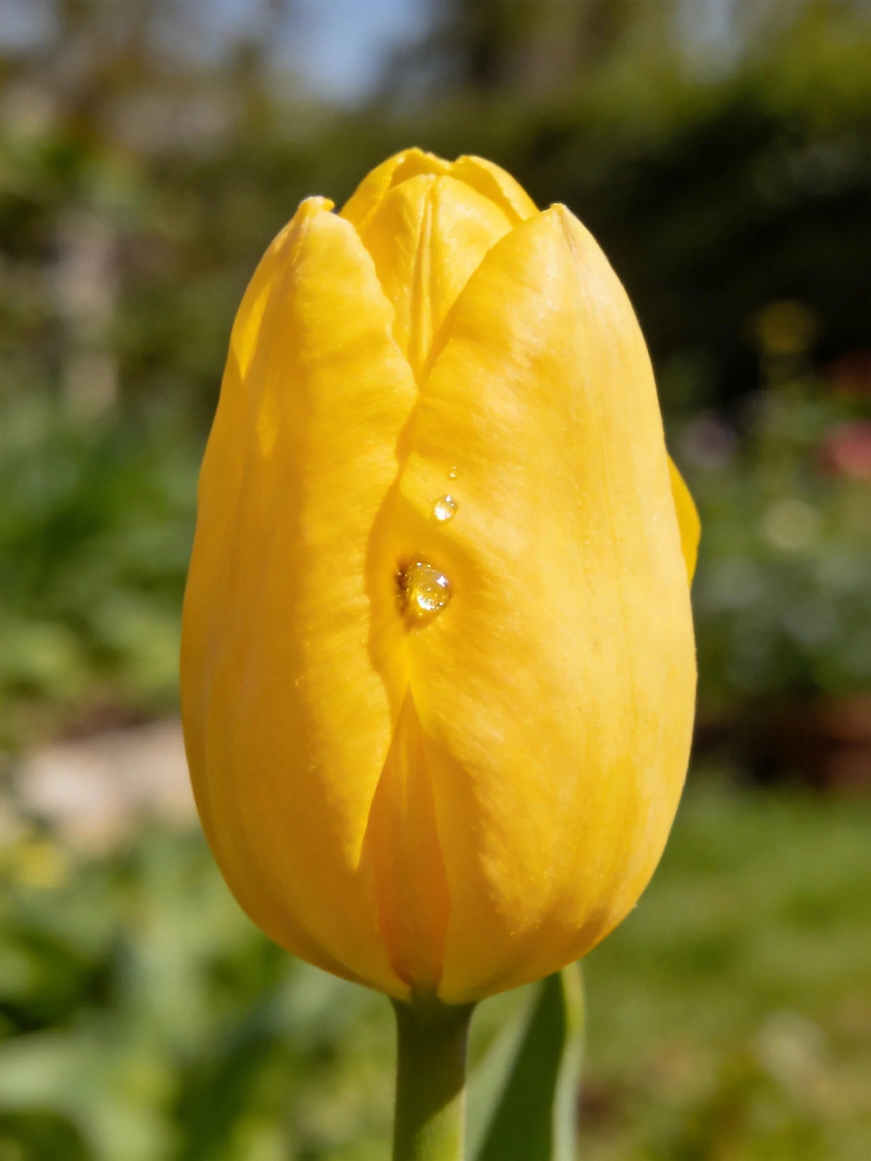 A vibrant yellow tulip bud with glistening dewdrops